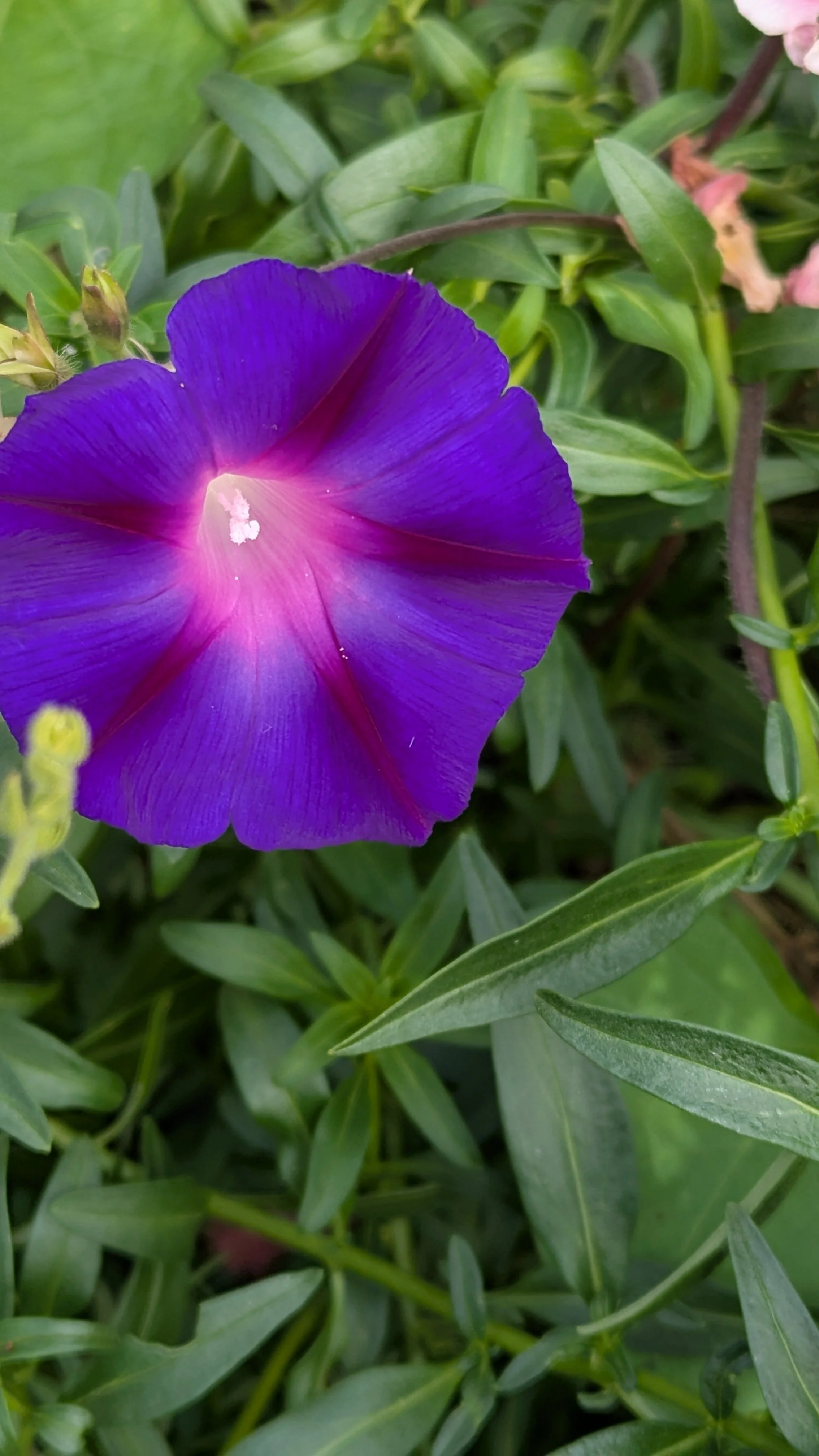 Morning Glory
