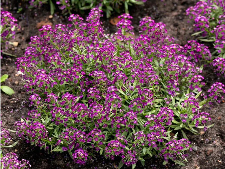 Sweet Alyssum: In the TigreBlume garden, we love plants that look beautiful and support the ecosystem. Sweet Alyssum is a magnet for hoverflies and tiny parasitic wasps that act as natural pest control for your vegetables. By starting these seeds now
