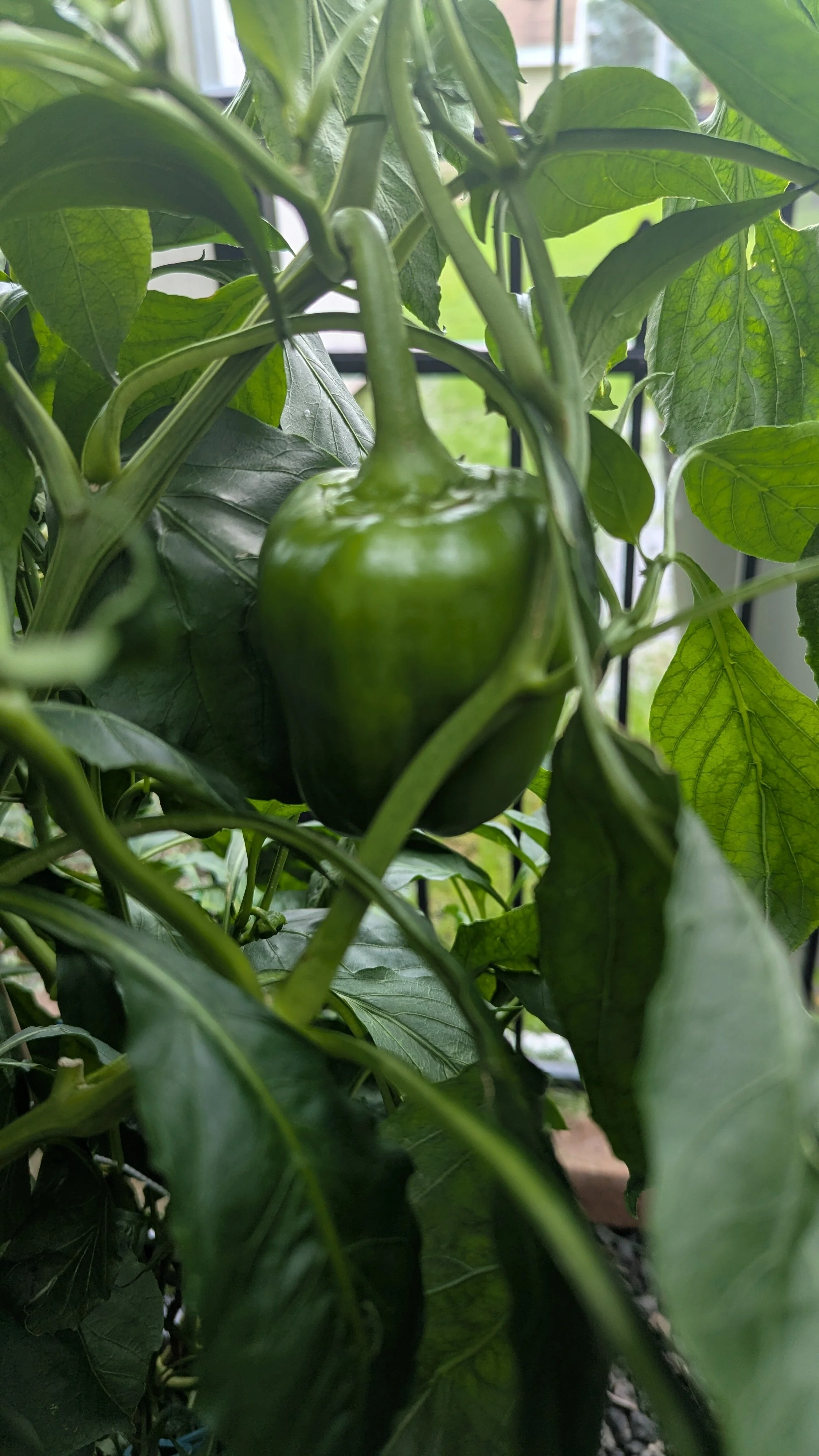 Bell Peppers
