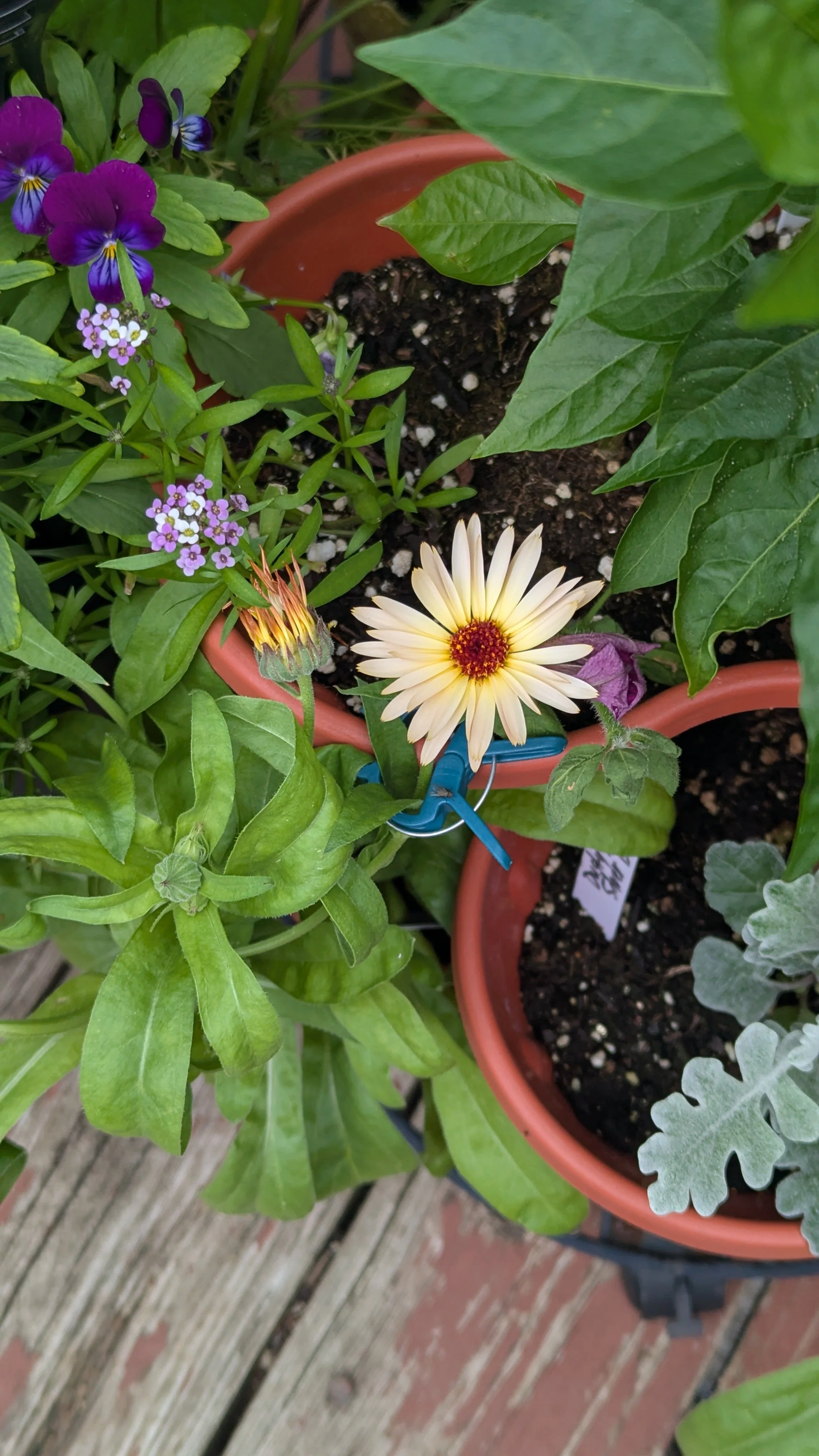 Zeolights Calendula