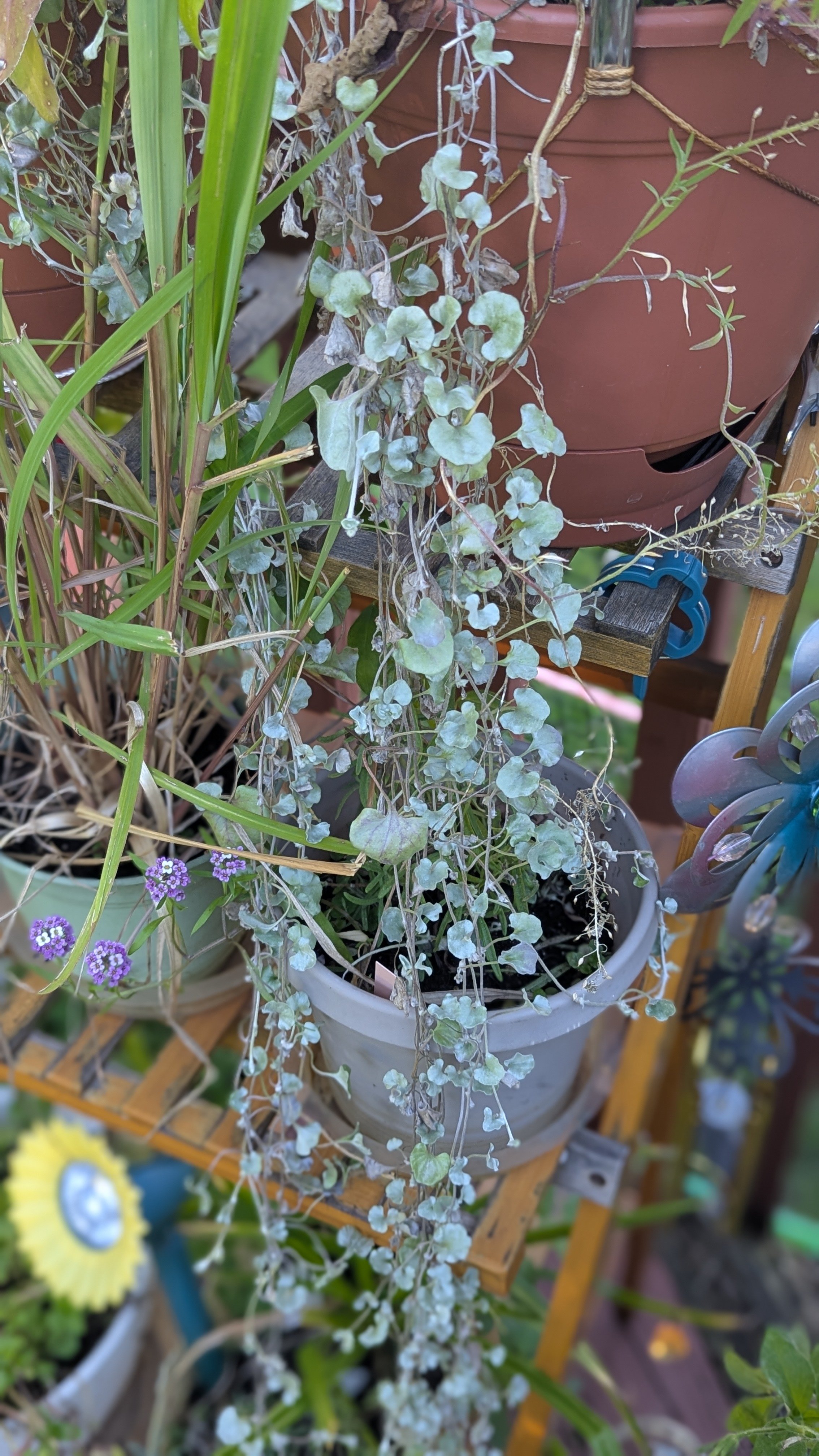 Dichondra Silver Falls