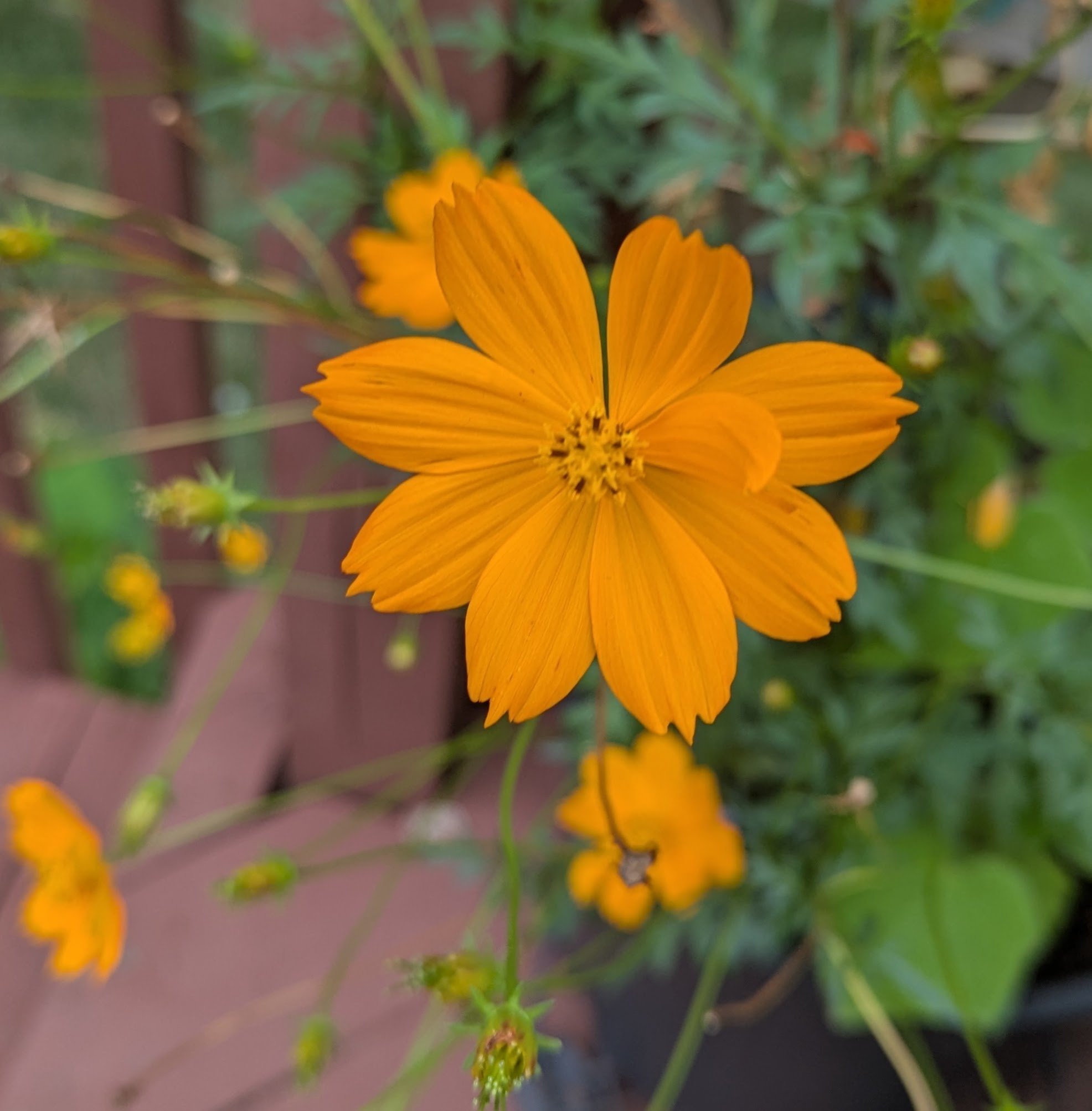 Cosmos: There is something magical about the way Cosmos sway in the wind. They are the ultimate 'filler' for a container garden, filling gaps with lush, feathery greenery and topped with vibrant petals in shades of candy-apple red, soft pink, and pur