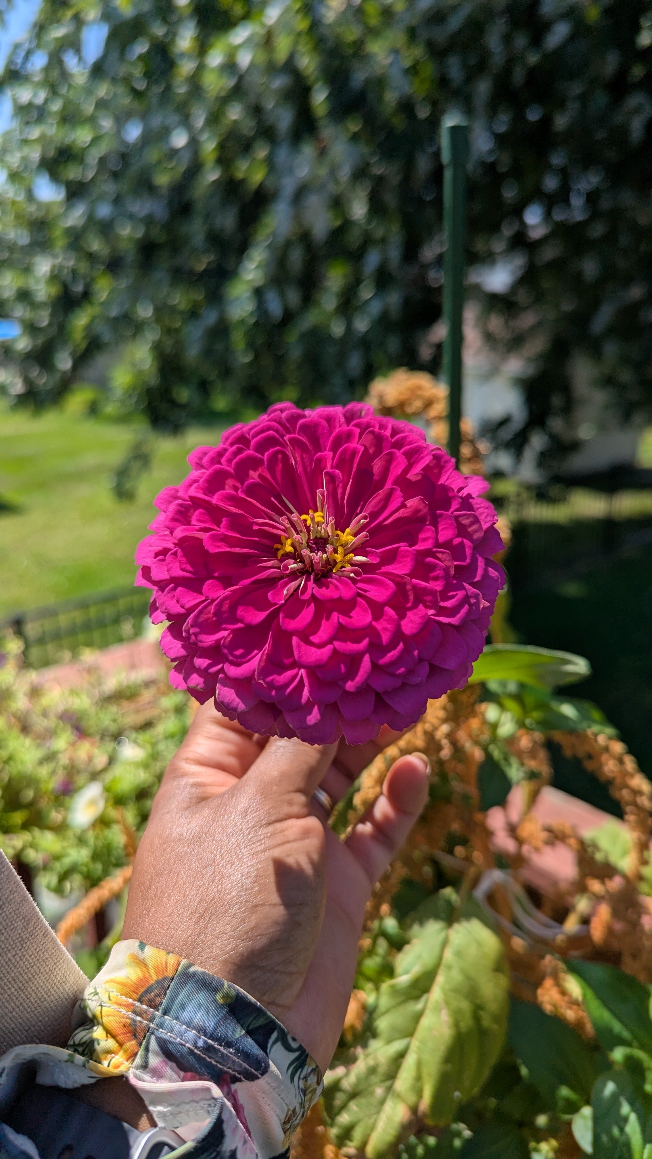 Zinnia Flowered Dream