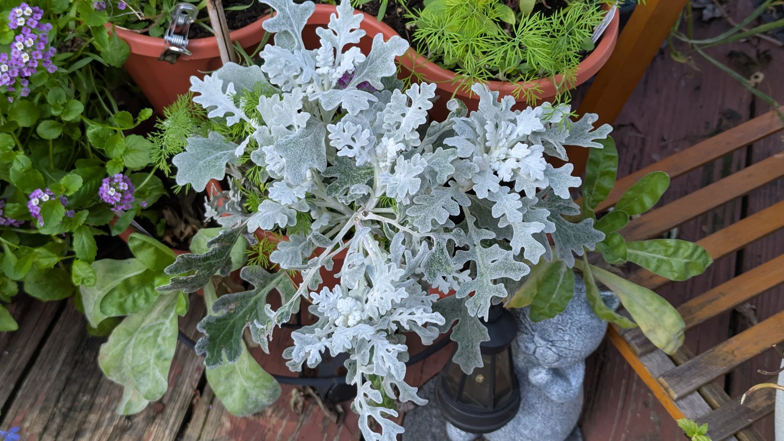 Dusty Miller