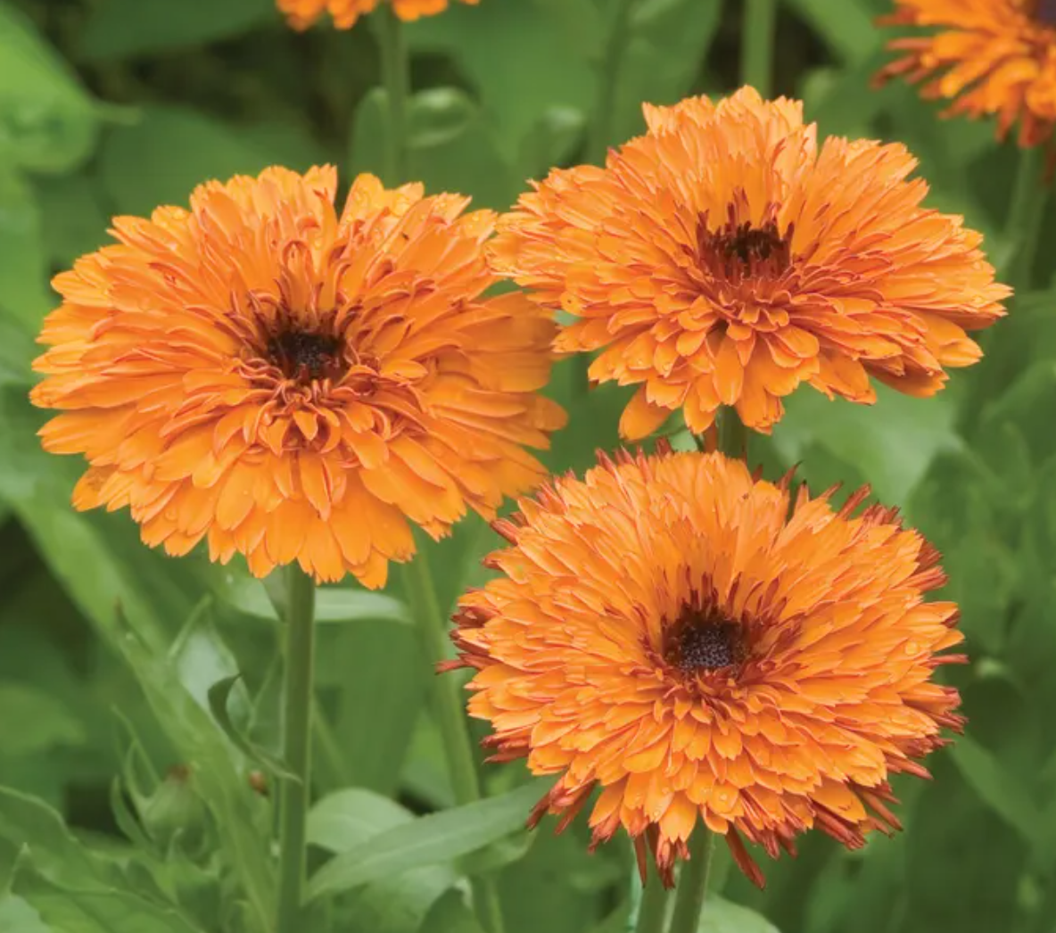 Calendula: Calendula is so much more than a pretty face. Known for centuries as a 'healer’s herb,' these vibrant petals are a staple for DIY salves, oils, and soothing teas. Starting them indoors this March ensures I'll have sturdy, bud-laden plants 