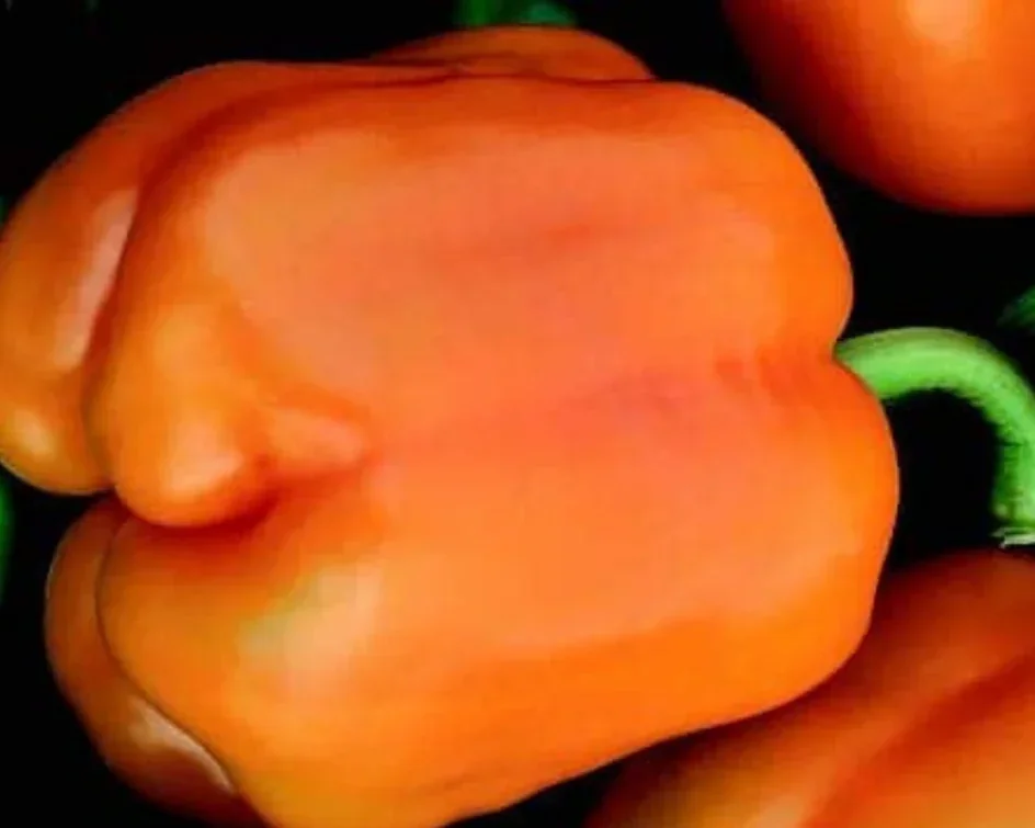 Goliath Sweet Orange Bell Pepper (86 Days to Maturity)