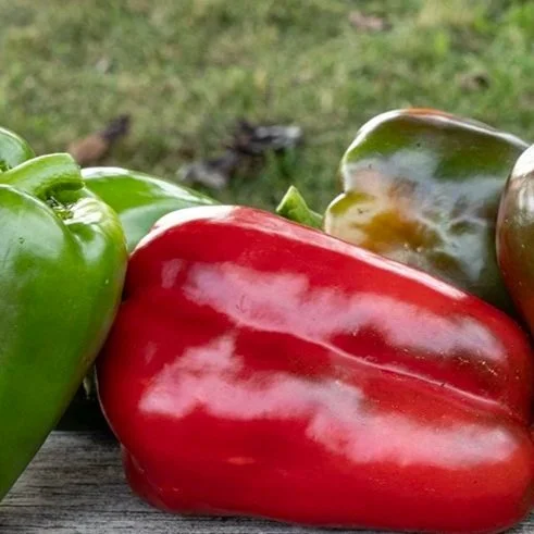 Ozark Giant Pepper (70-85 Days to Maturity)