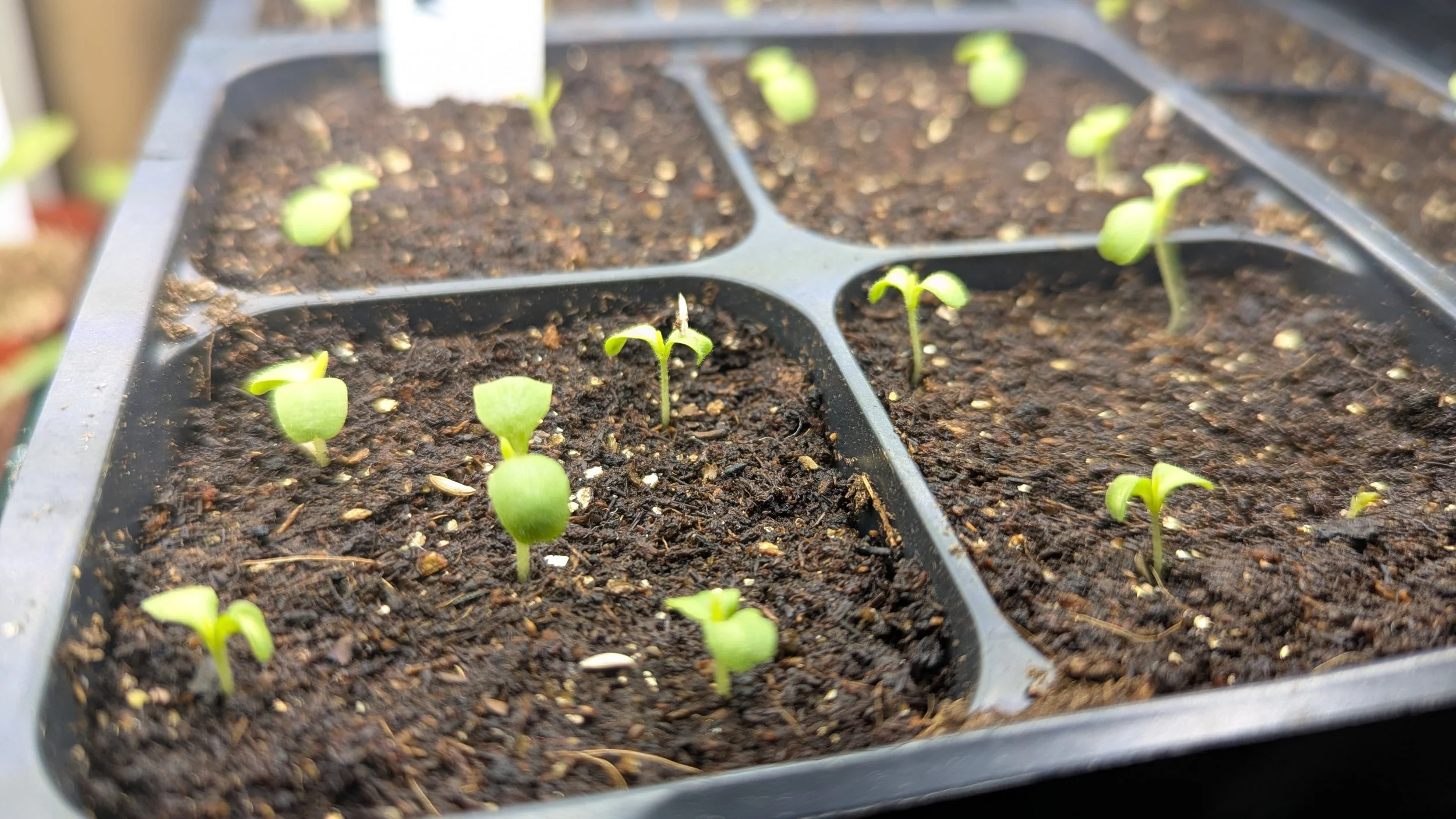 Seed Starting: Demystified