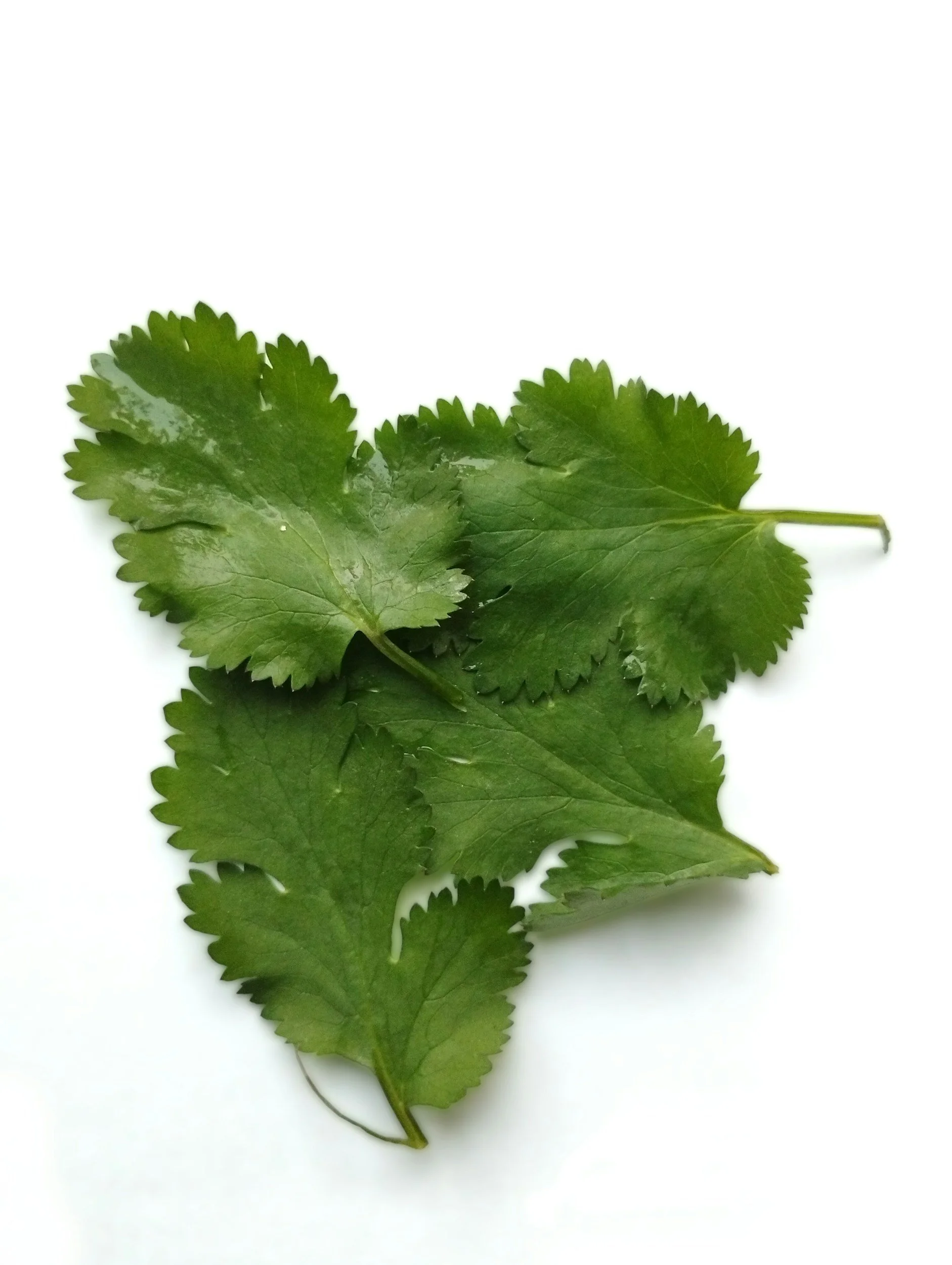 A bunch of fresh green cilantro leaves on a white background.