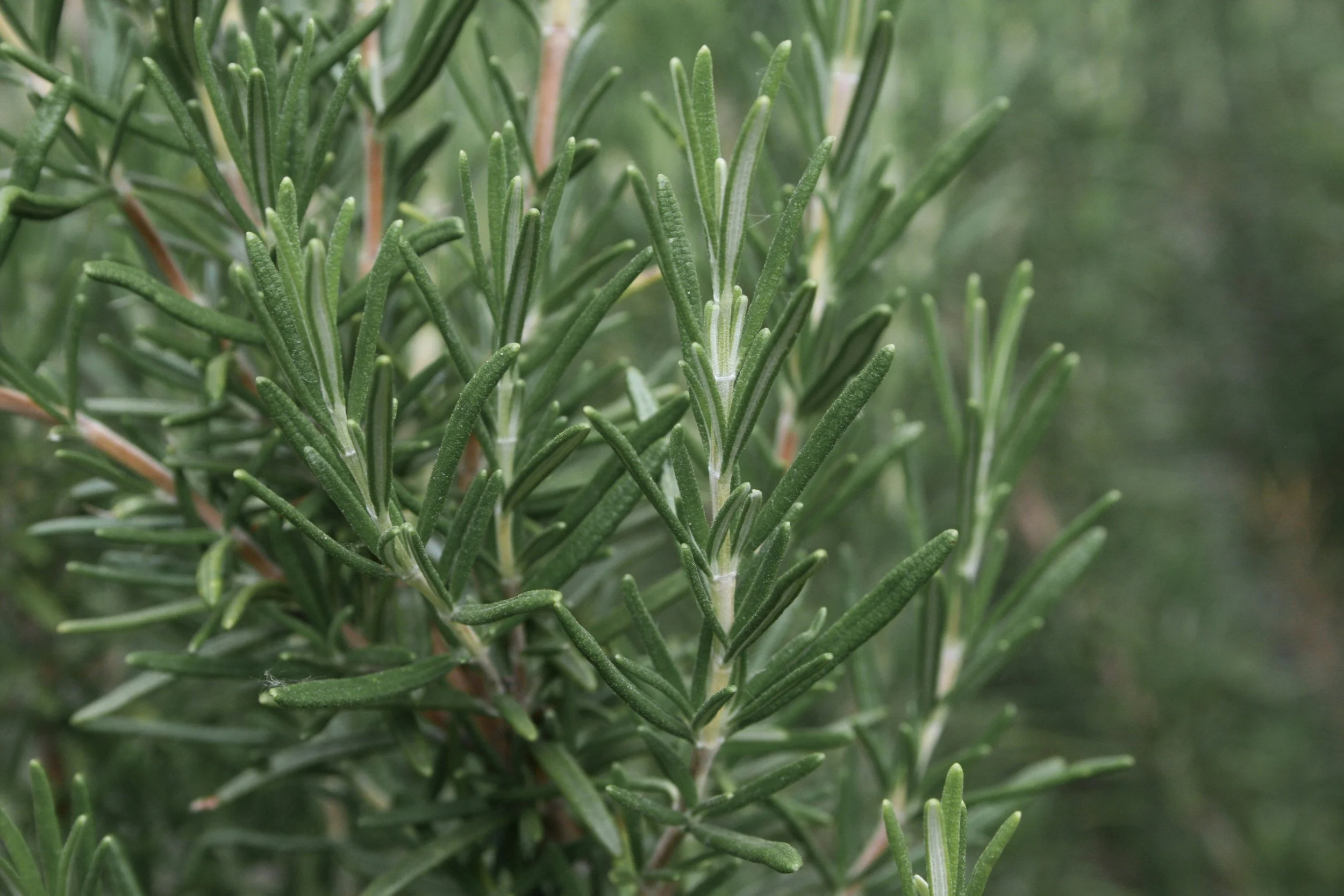 Close-up of green rosemary plant with needle-like leaves.