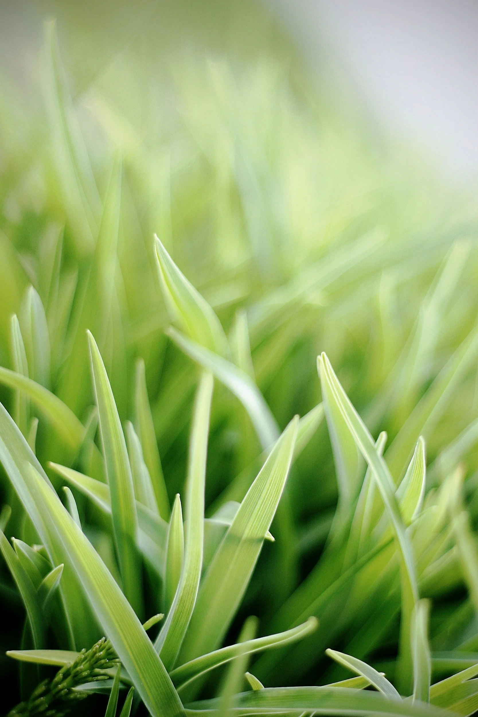 Close-up of green grass blades with a soft, blurred background.