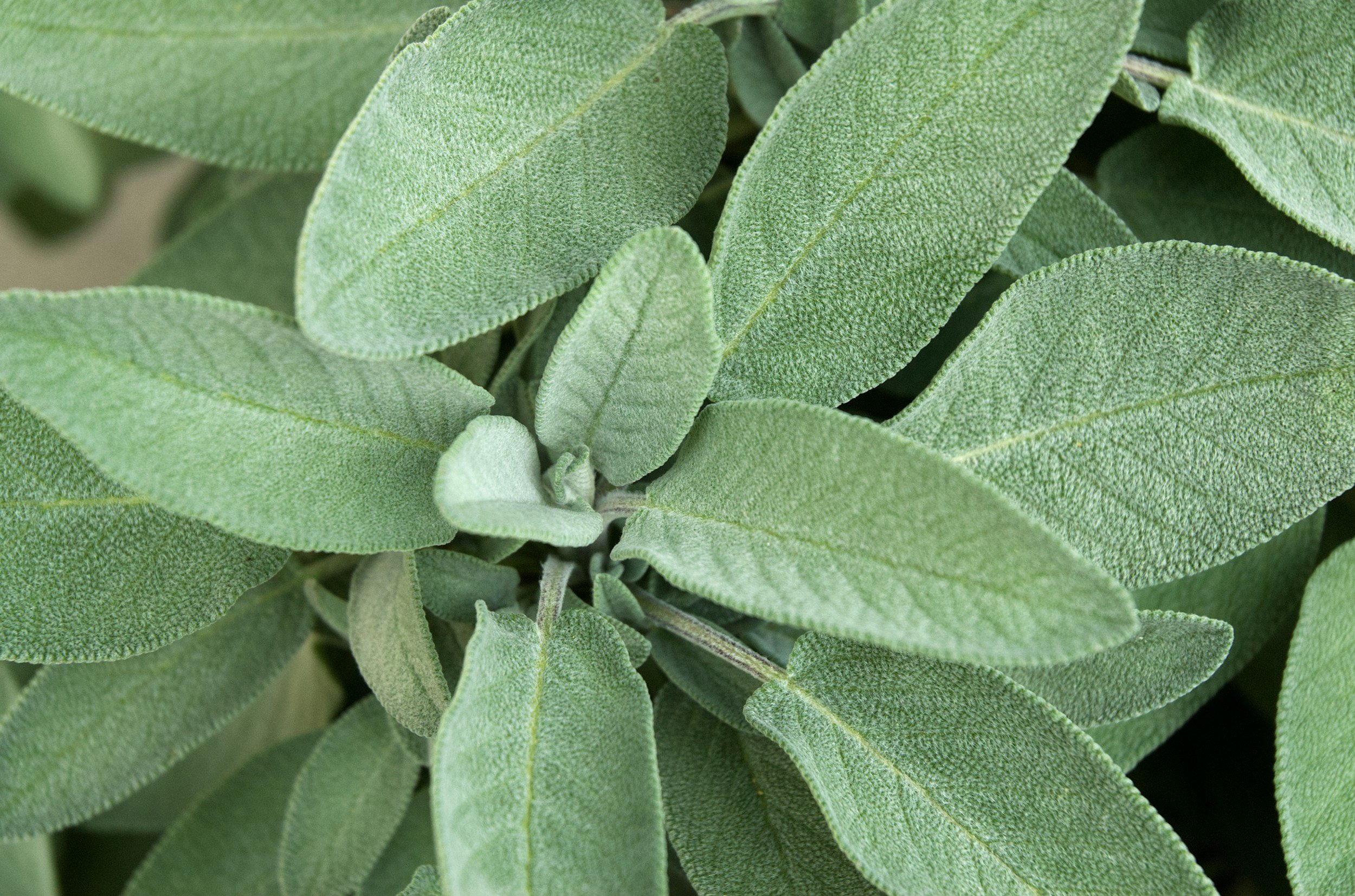 Close-up of green sage leaves with velvety texture and prominent veins.