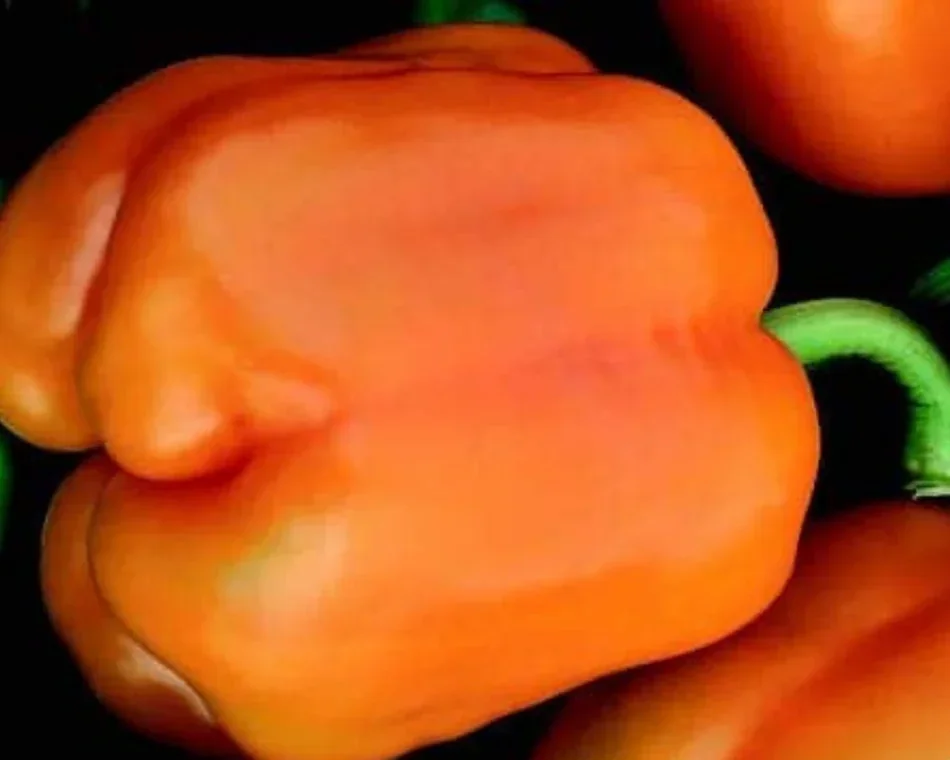 Sweet Peppers: Forget store-bought! There is nothing like the crisp, sugary snap of a sun-ripened sweet pepper. Whether you’re growing blocky Bells or elongated Italian sweets, February is the time to get them moving. These plants are the ultimate 's