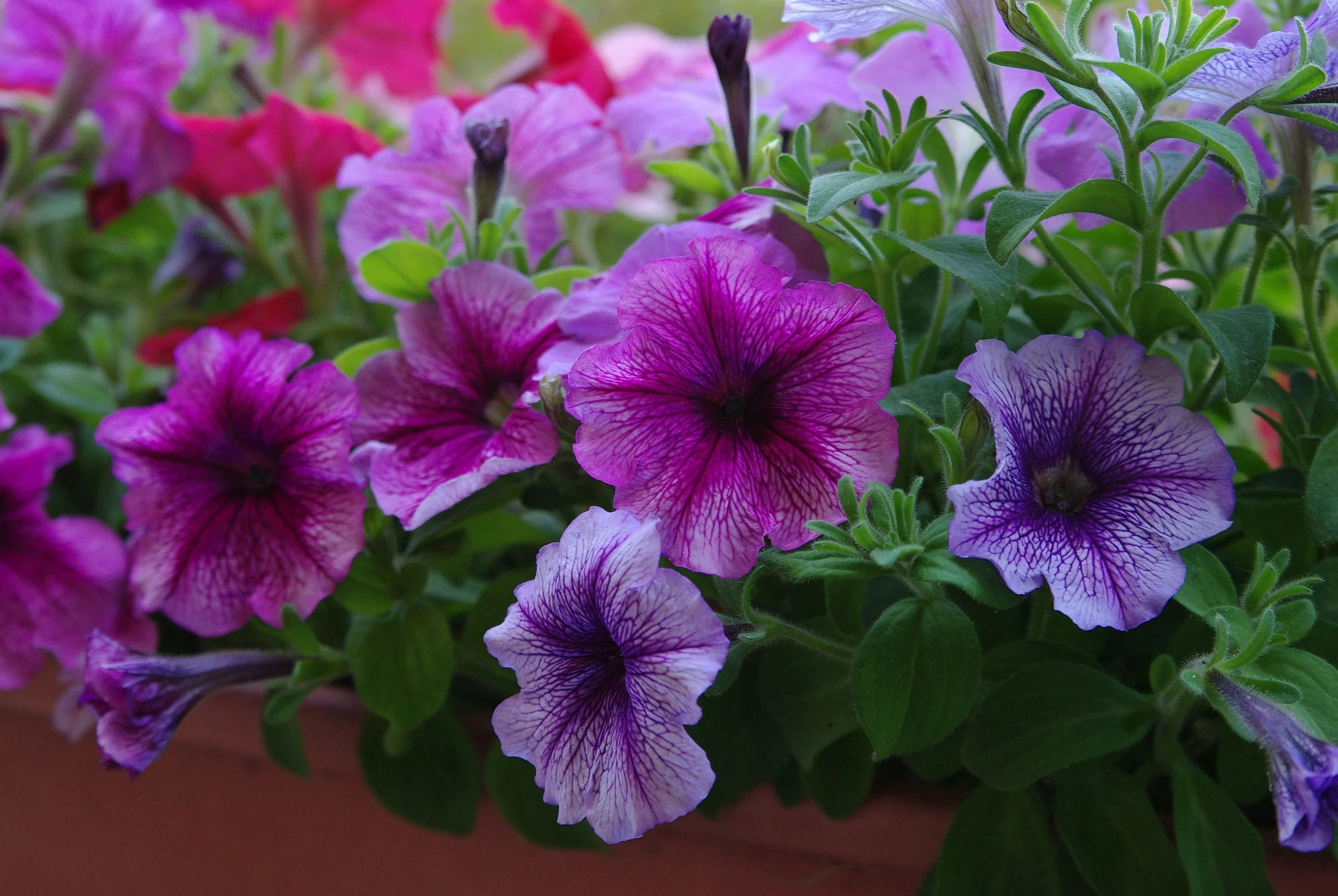 The "One and Done" Flower: Why Petunias Are My Window Box MVP
