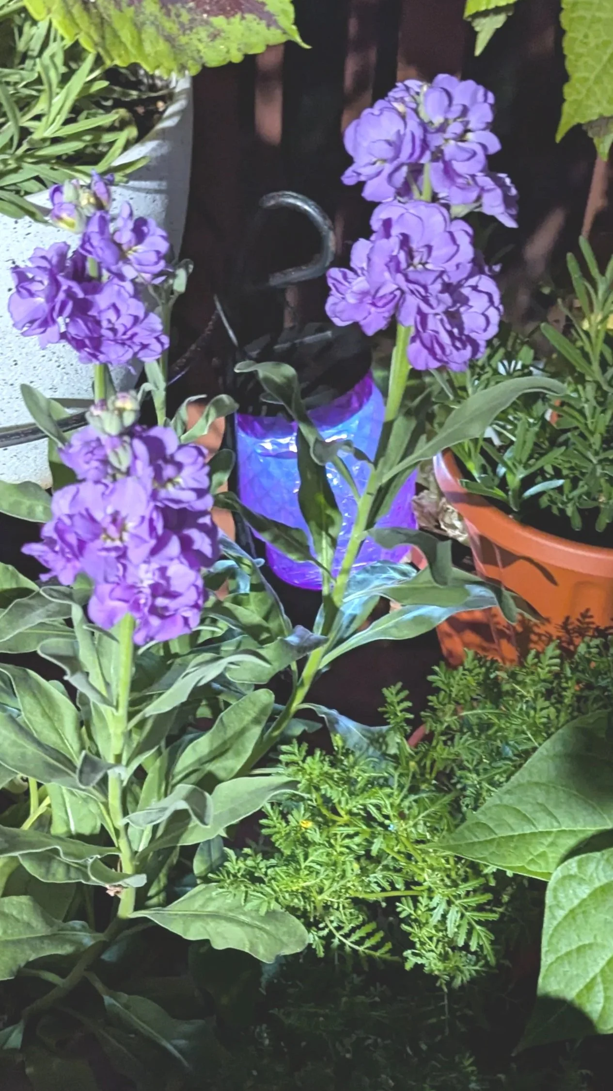 Stock: Looking for height and texture? Stock provides a stunning vertical 'thrill' with its tightly packed, double blossoms. Available in soft pastels, deep purples, and creamy whites, it adds a layer of Victorian elegance to any arrangement. Startin