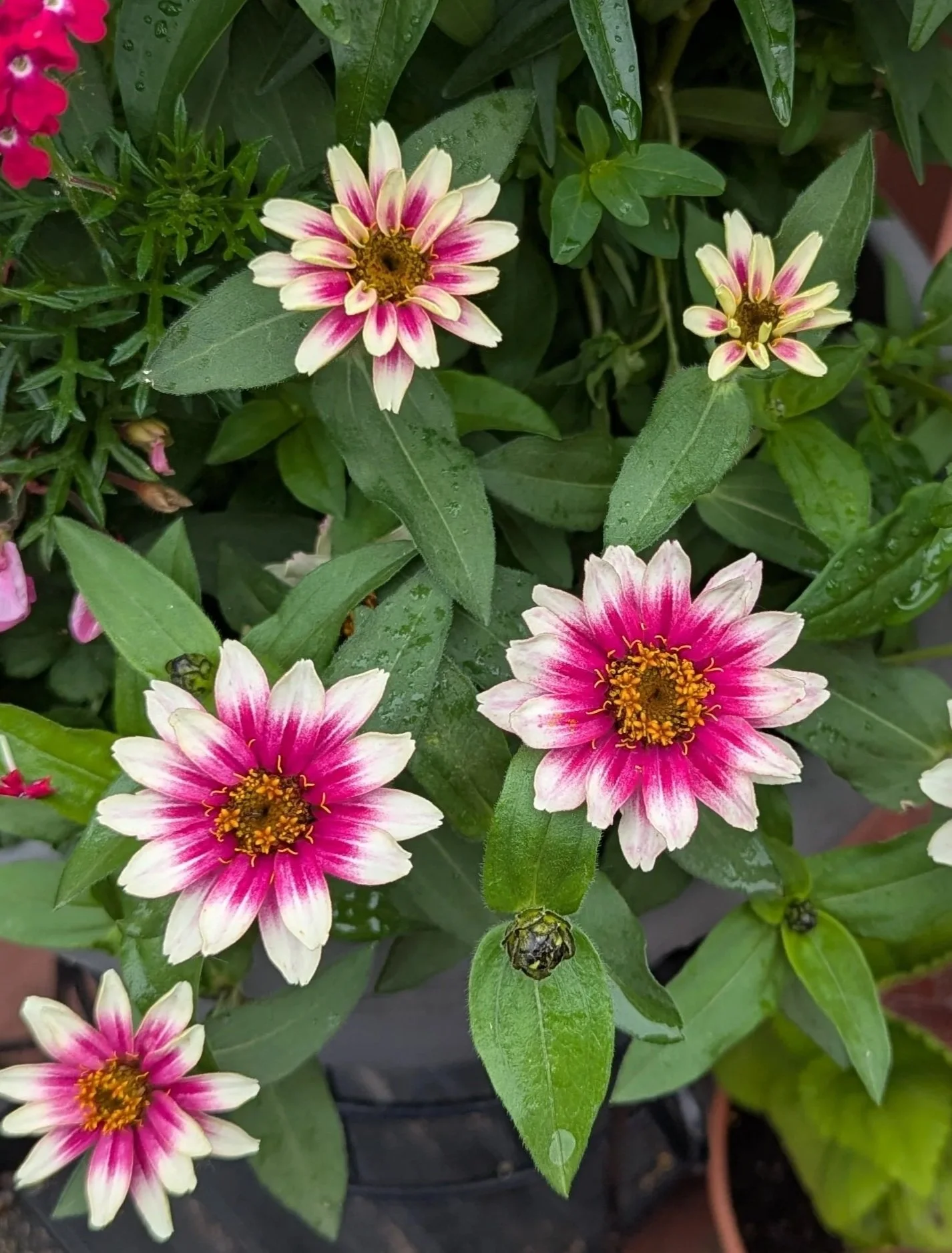 Zinnias: If you’re looking for high-impact, low-effort beauty, Zinnias are the answer. From the lime-green 'Queen Lime' series to the massive, multi-petaled 'Benary’s Giants,' to the compact varieties, these flowers bring a saturated, neon glow to yo