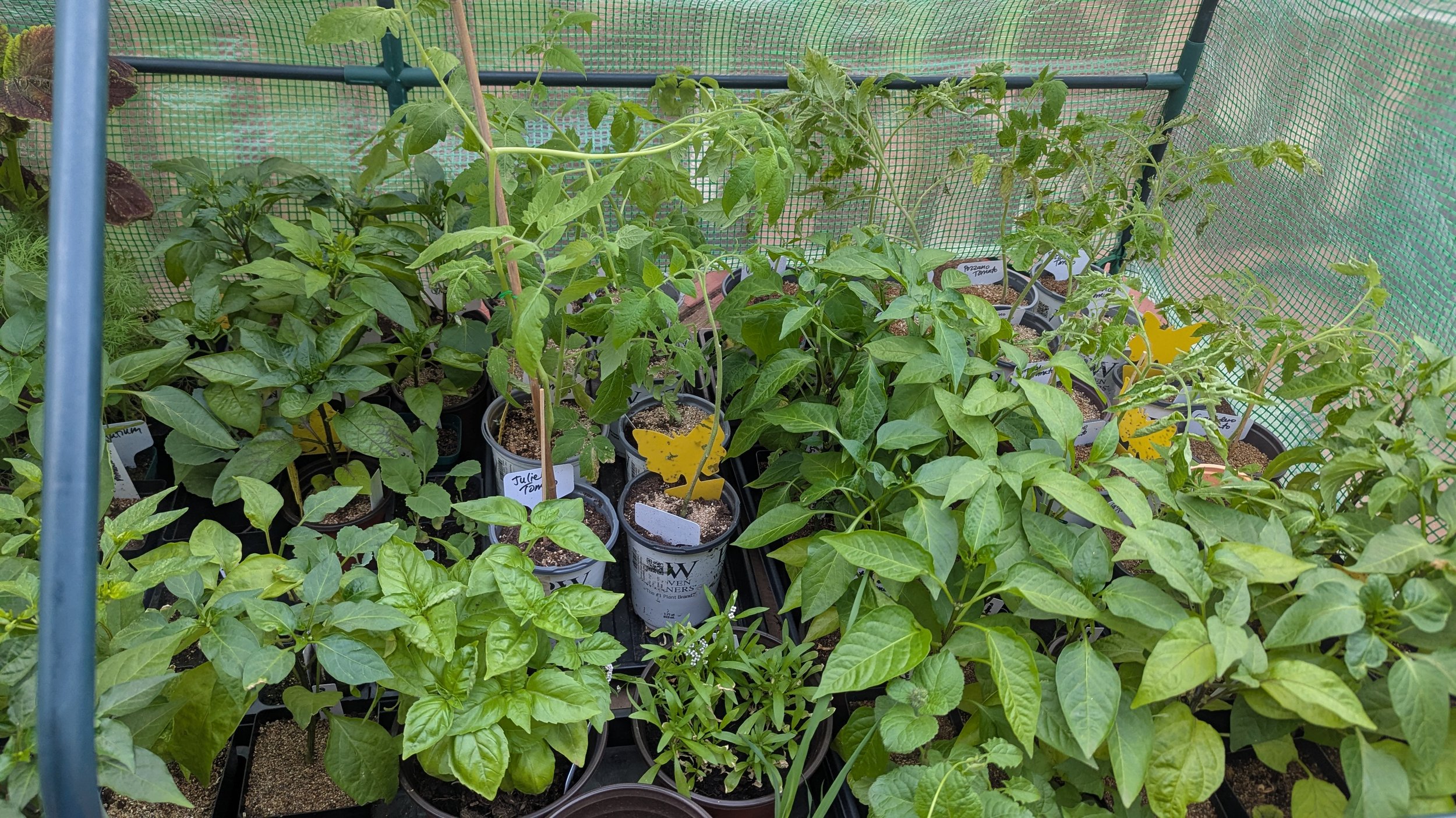 From 300 Seedlings to Full Garden Beds: My June Garden Update!