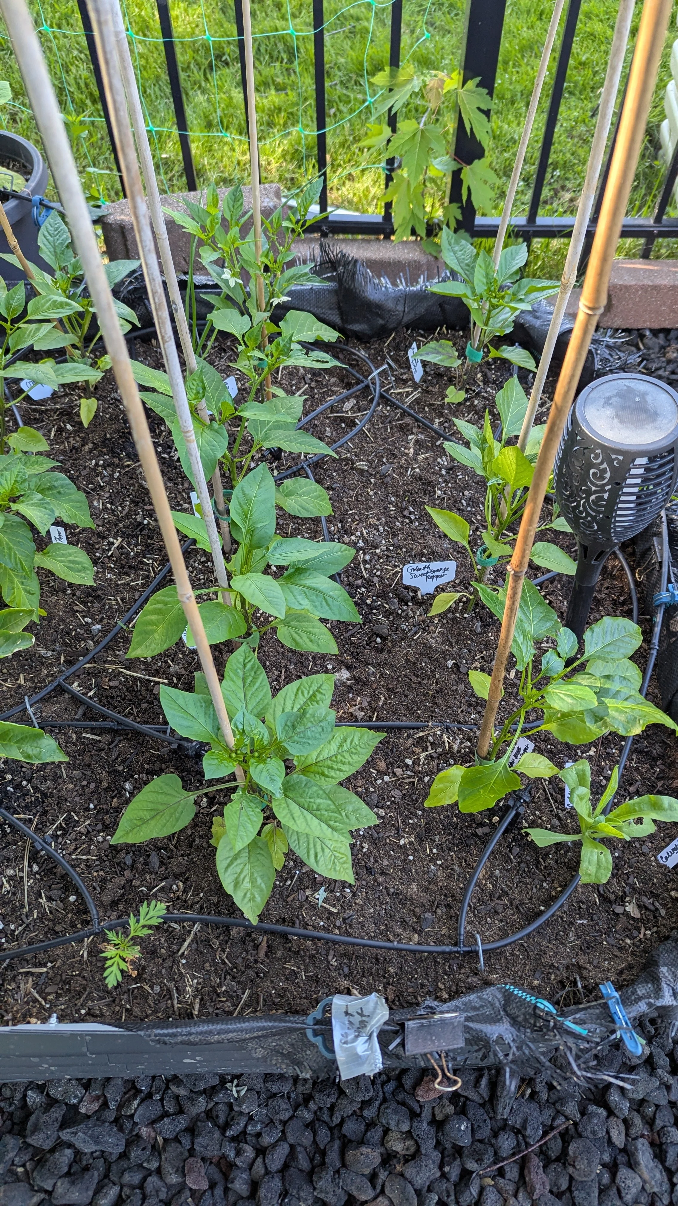What I Did Differently This Year With My Pepper Plants