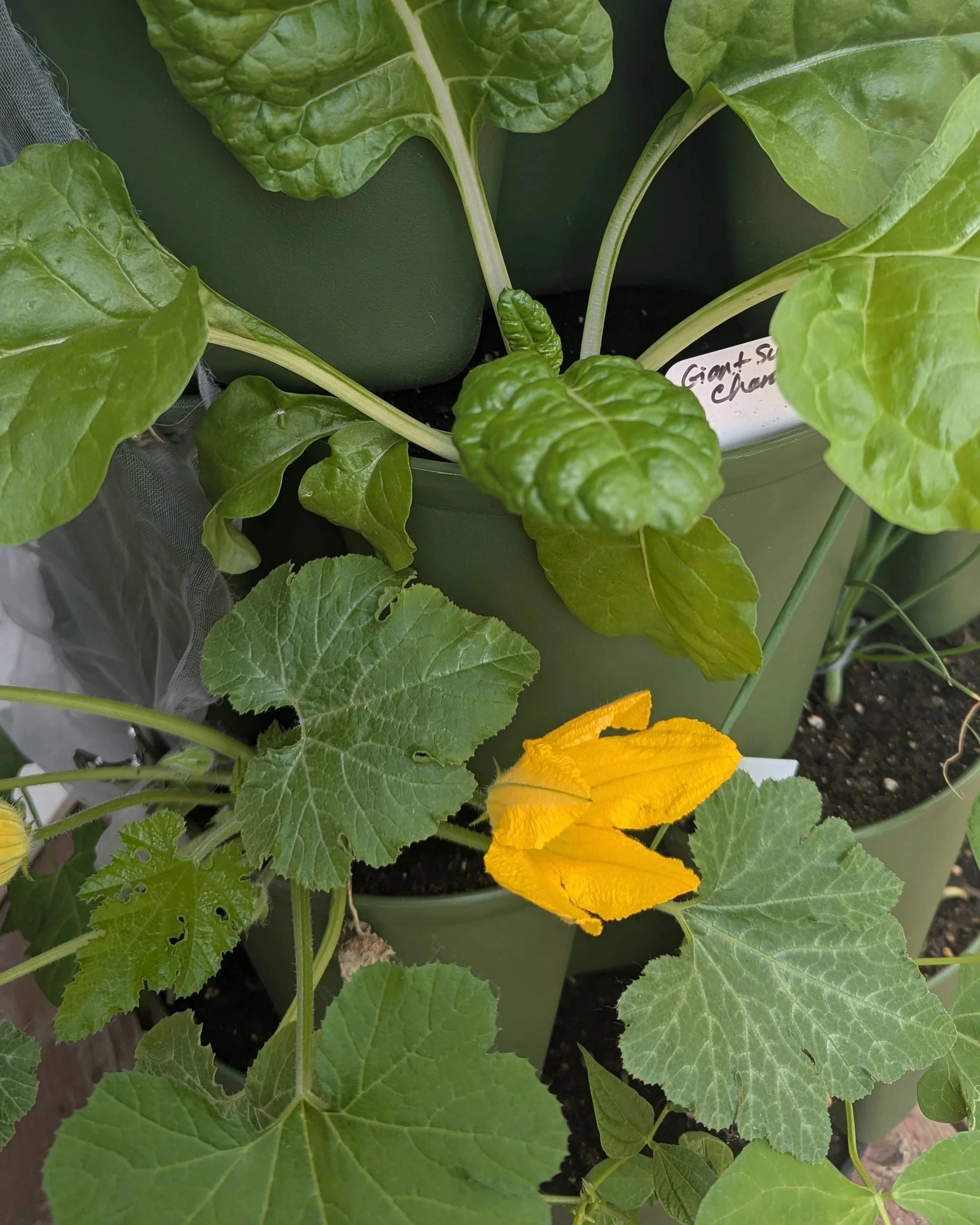 Vegetables Planted in GreenStalk Planter