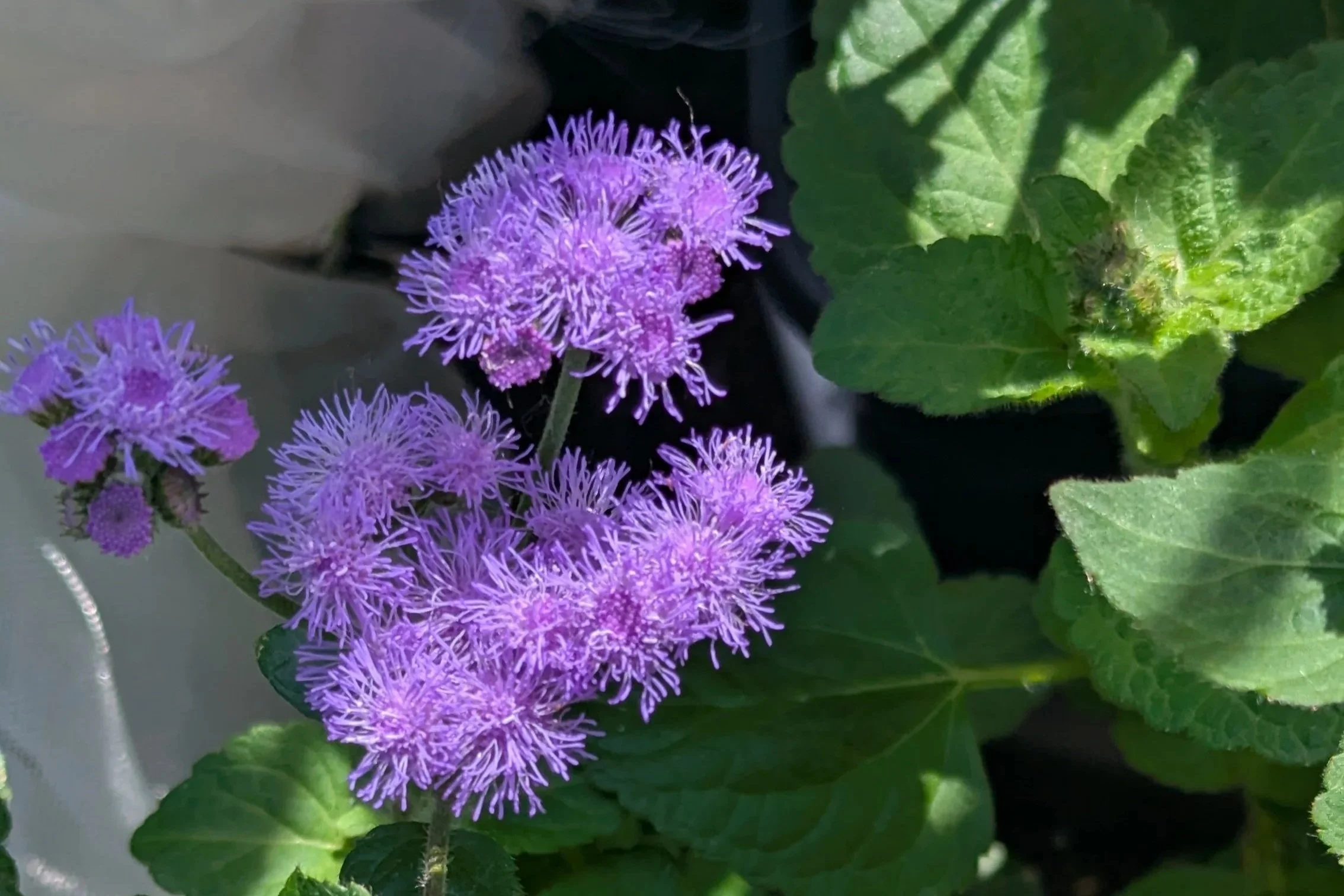 Ageratum Flowers