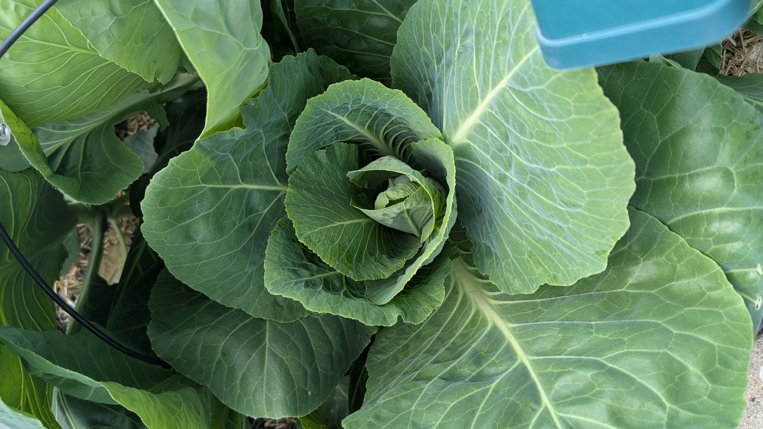 Succession Planting: What I’m Direct Sowing in June to Fill the Gaps