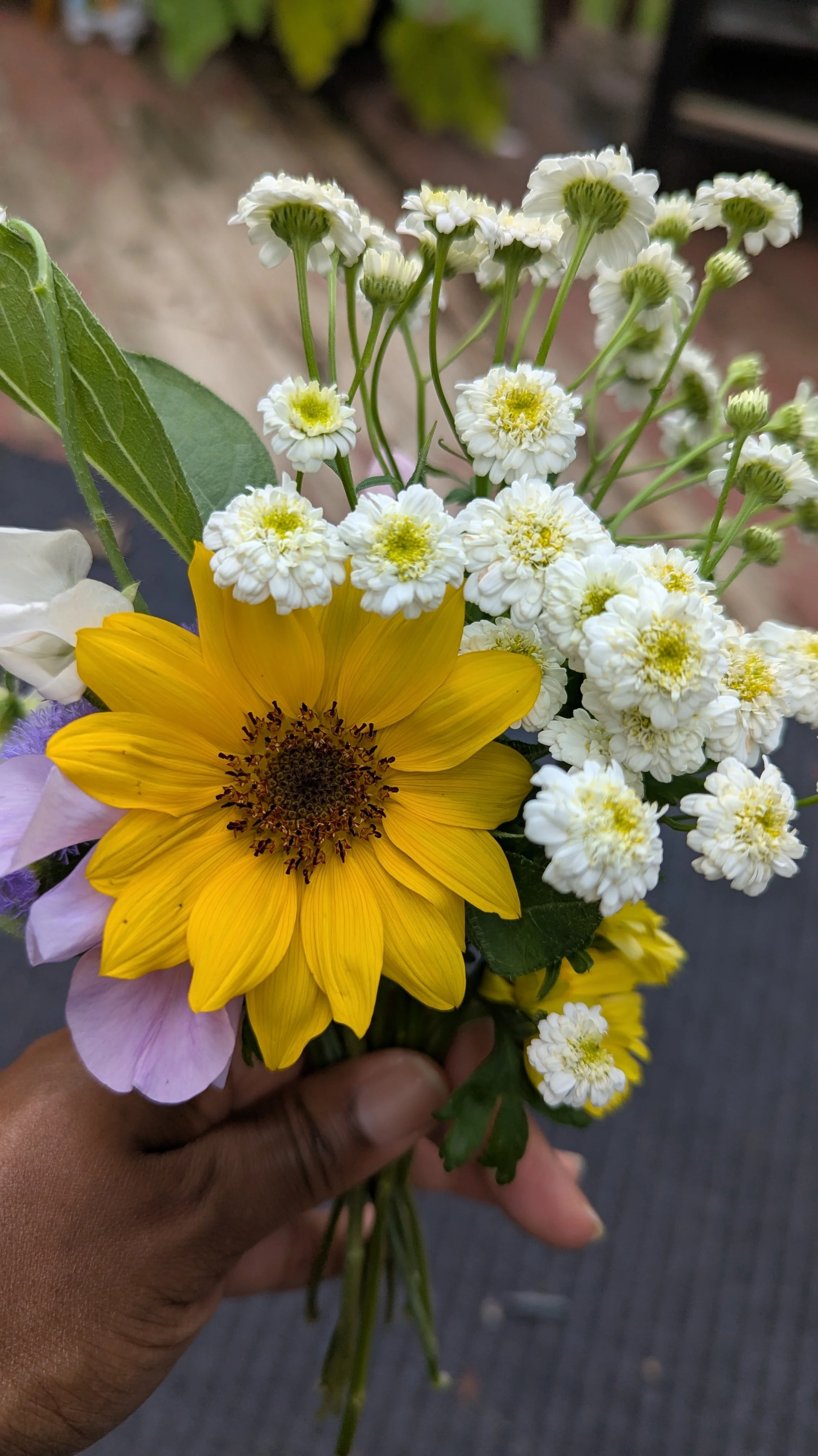 Transitioning from Summer to Fall: Sowing, Hardening Off &amp; Fresh August Harvests