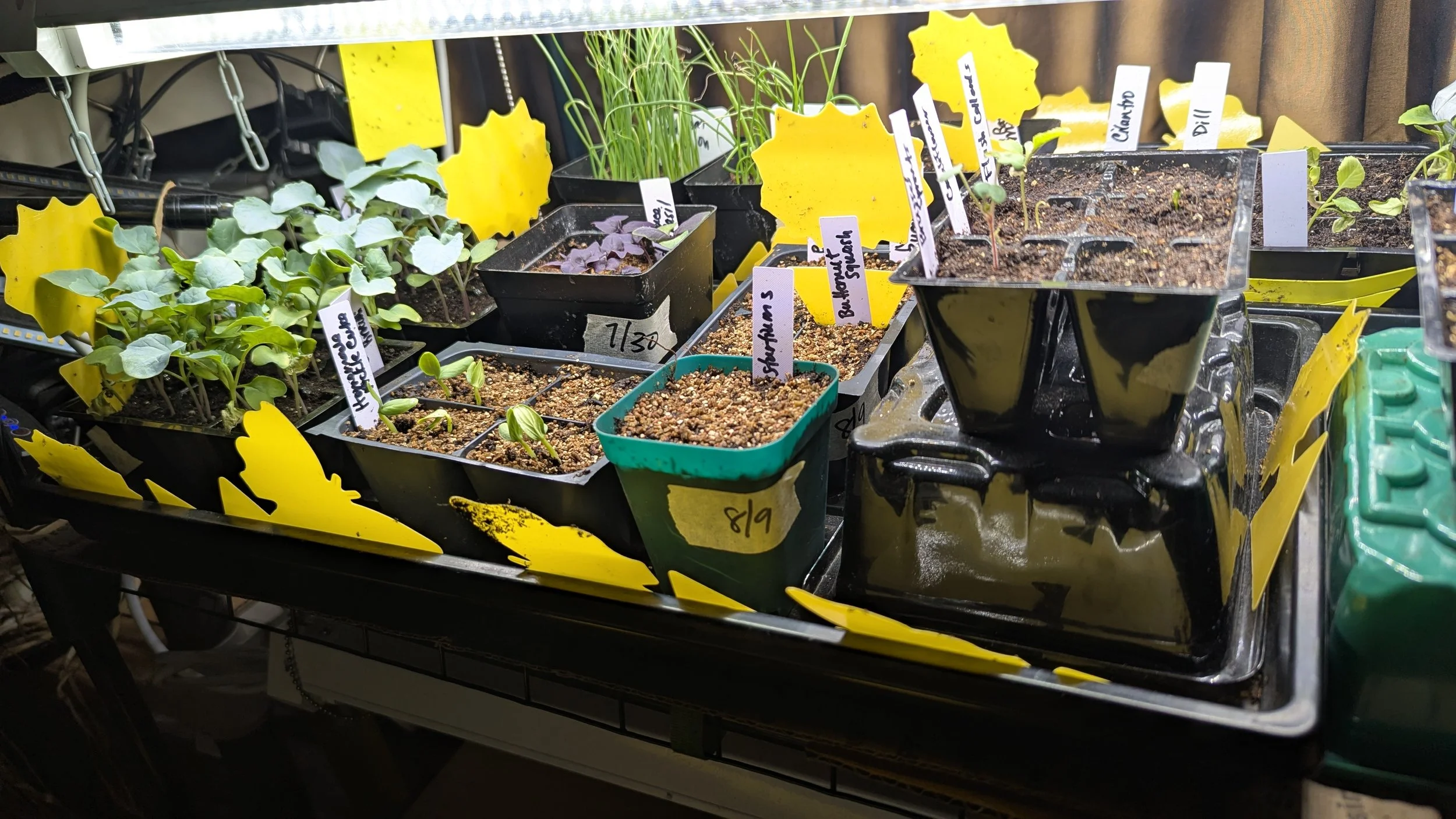 What I’m Sowing in August for a Massive Fall Harvest