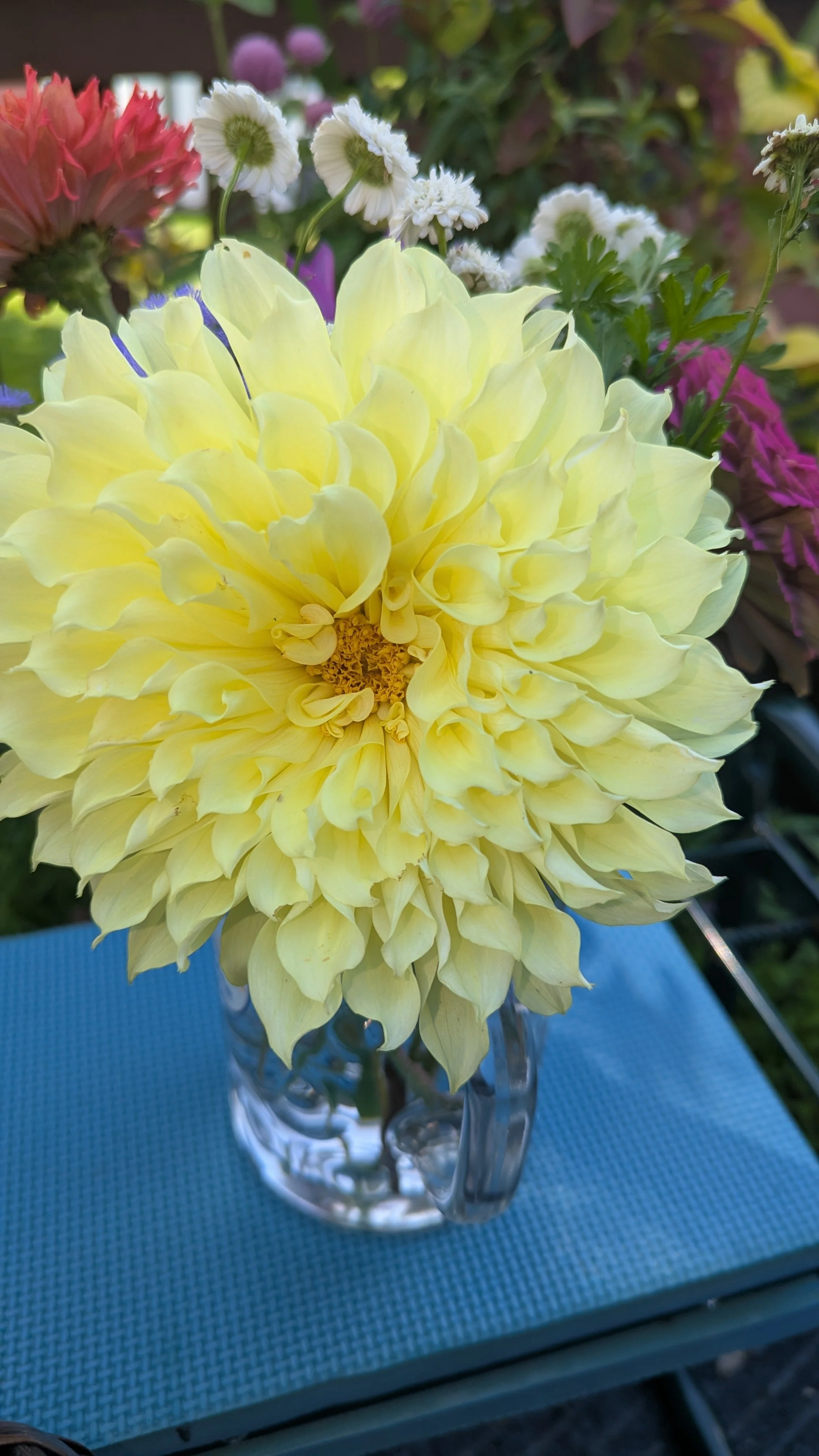These Cut-Flowers Never Disappoint!
