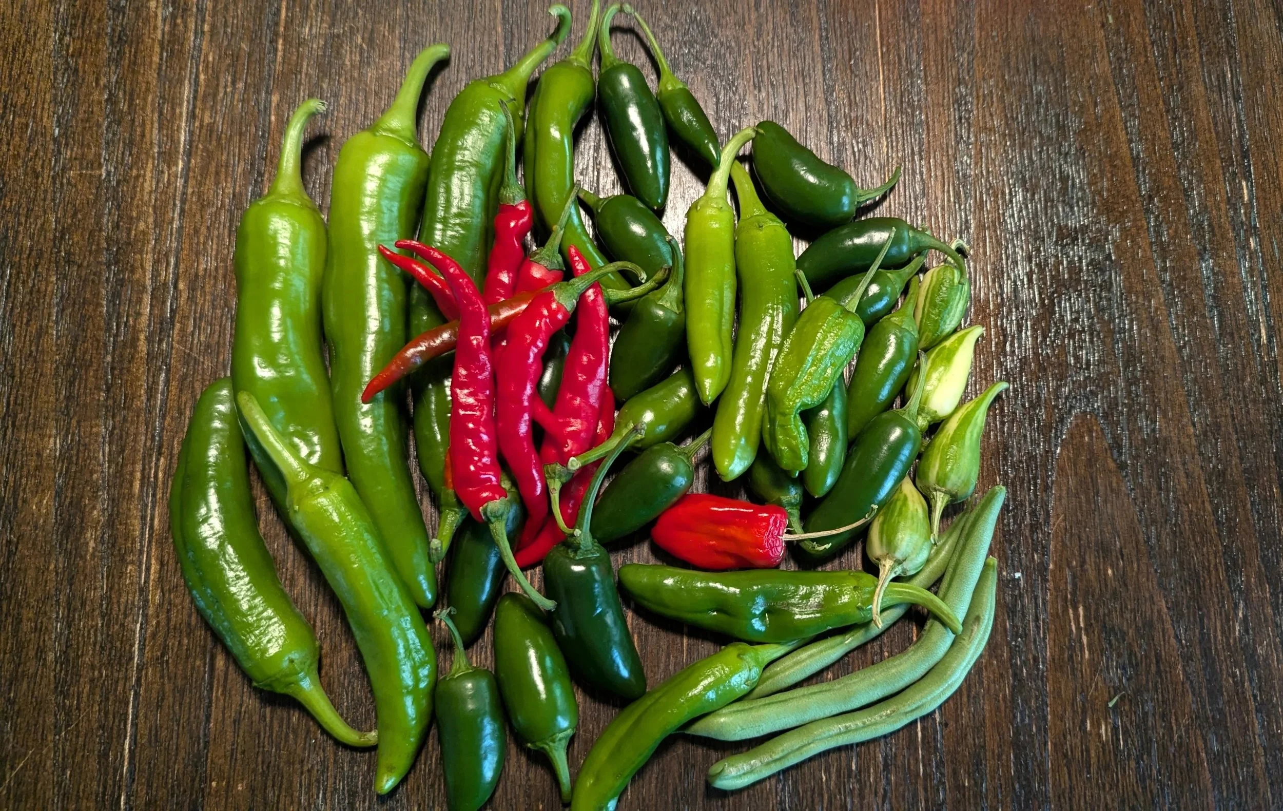 Still Harvesting Peppers in Mid-October! 