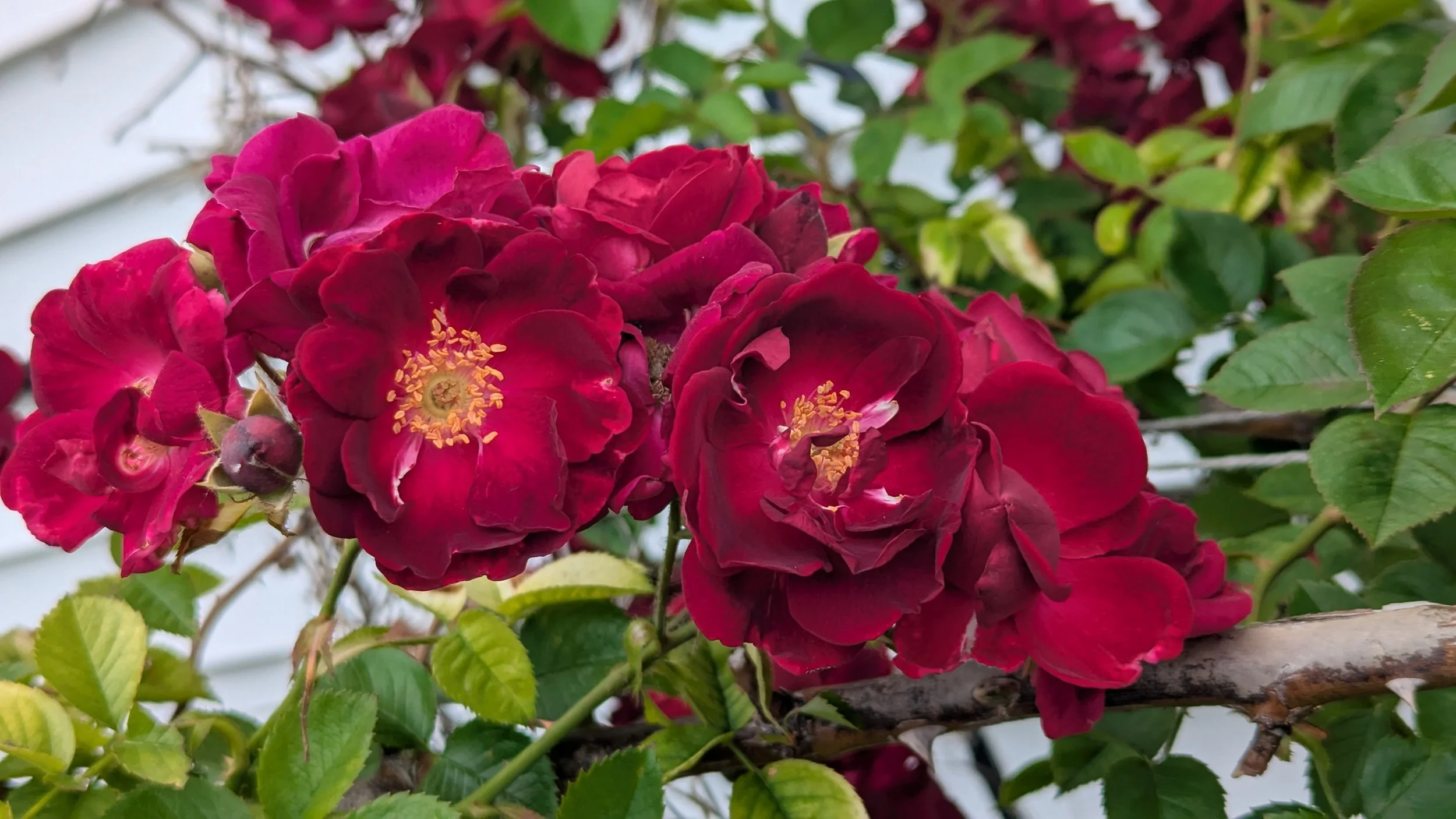 Climbing Rose