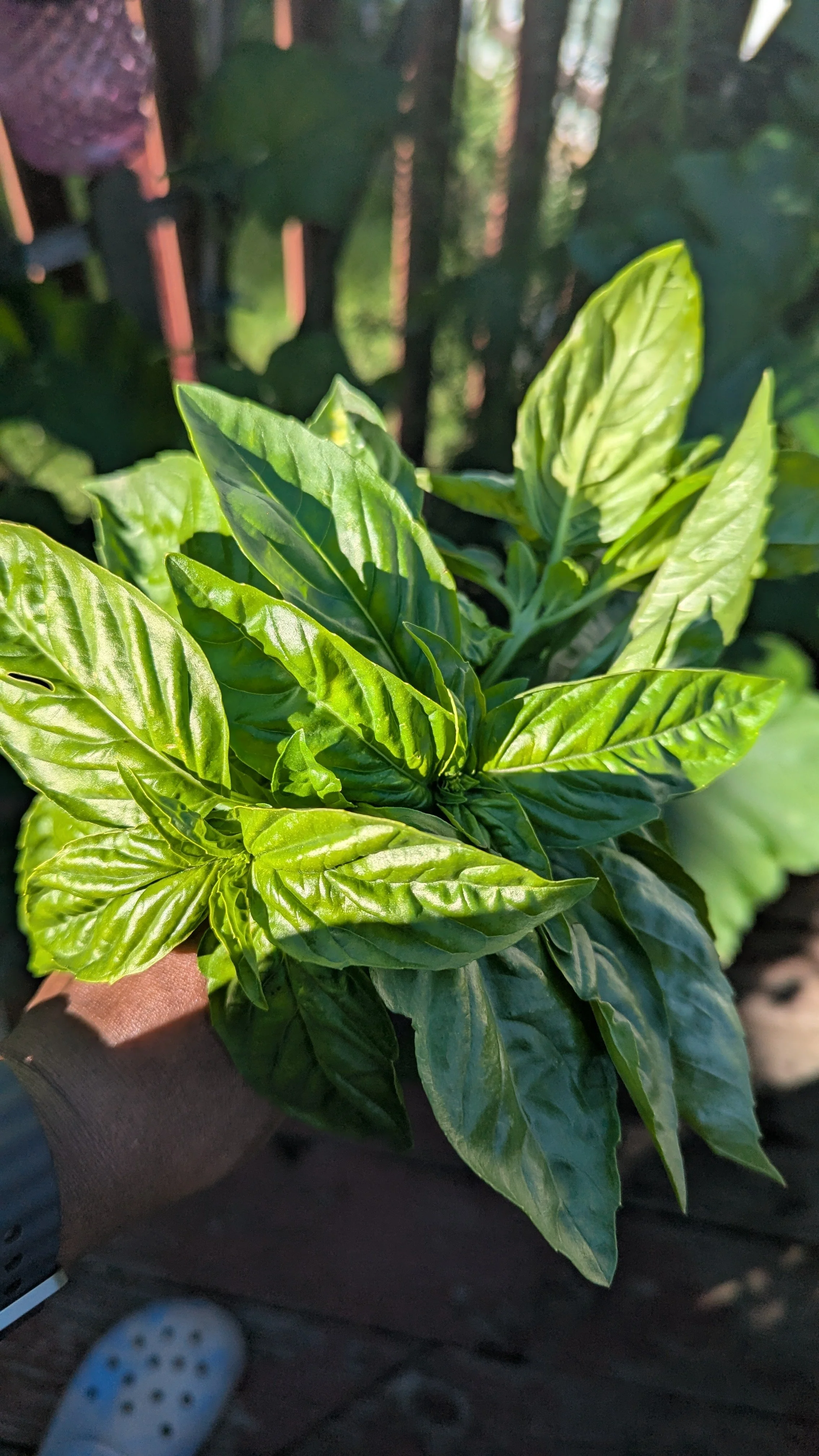 Large Leaf Basil