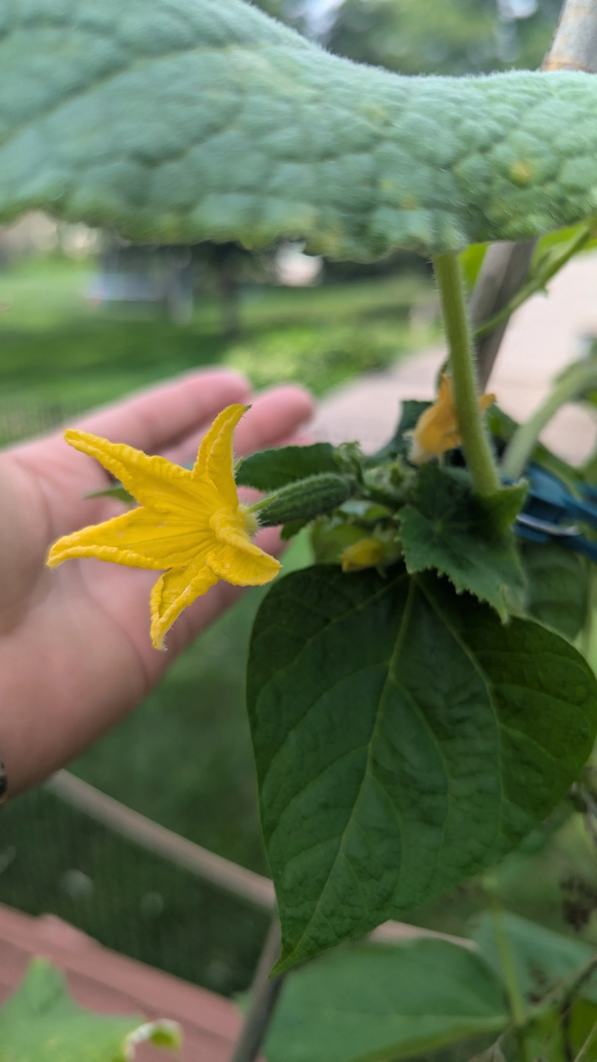 Beit Alpha Cucumbers