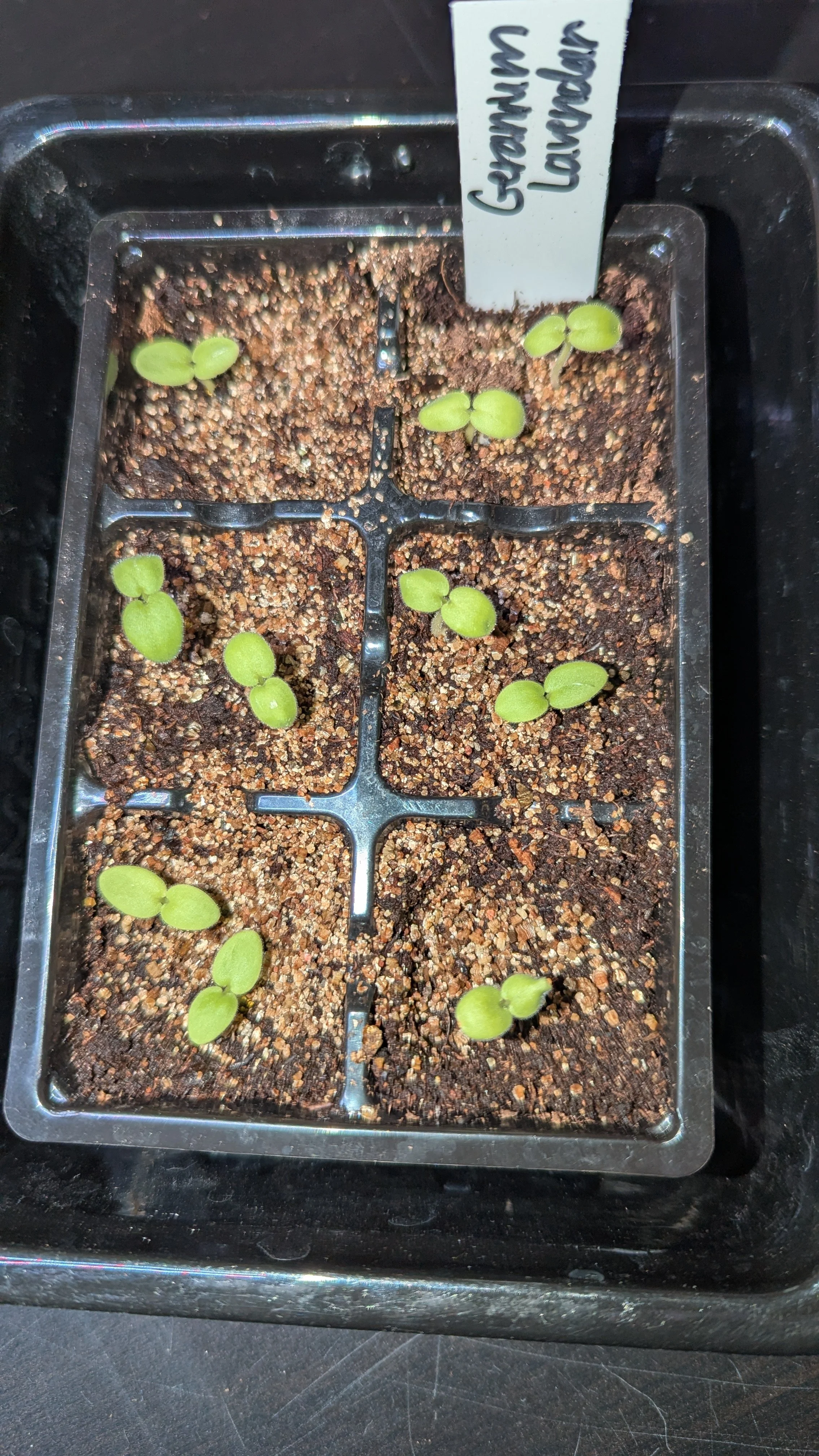 Plastic black tray with sprouted geranium seedlings.