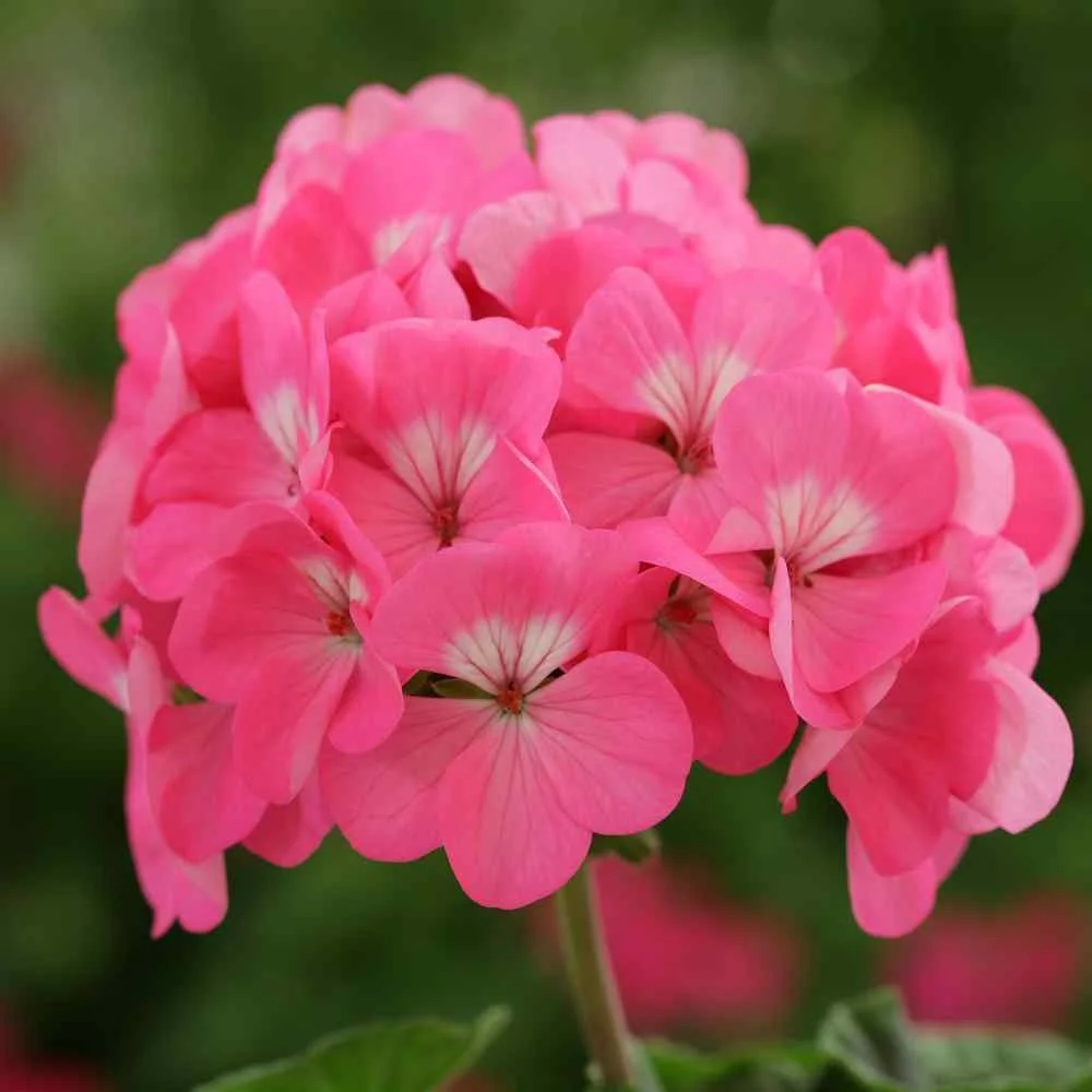 Geraniums: While many people buy geraniums as established plants, there is something incredibly rewarding about growing them from seed. They are notorious slow-growers in their infancy, requiring a solid four months to reach their full, bushy potenti