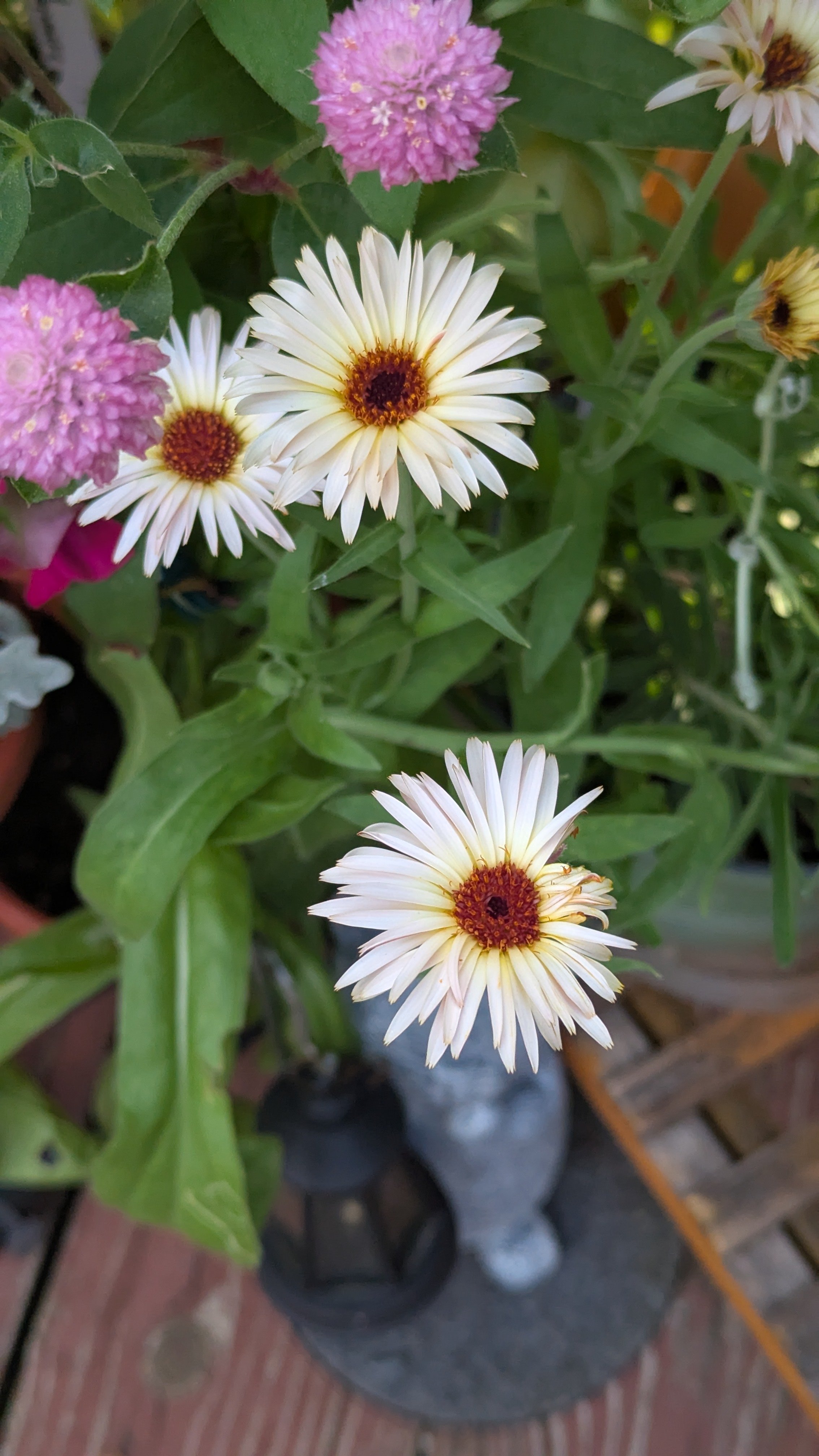 Zeolights Calendula