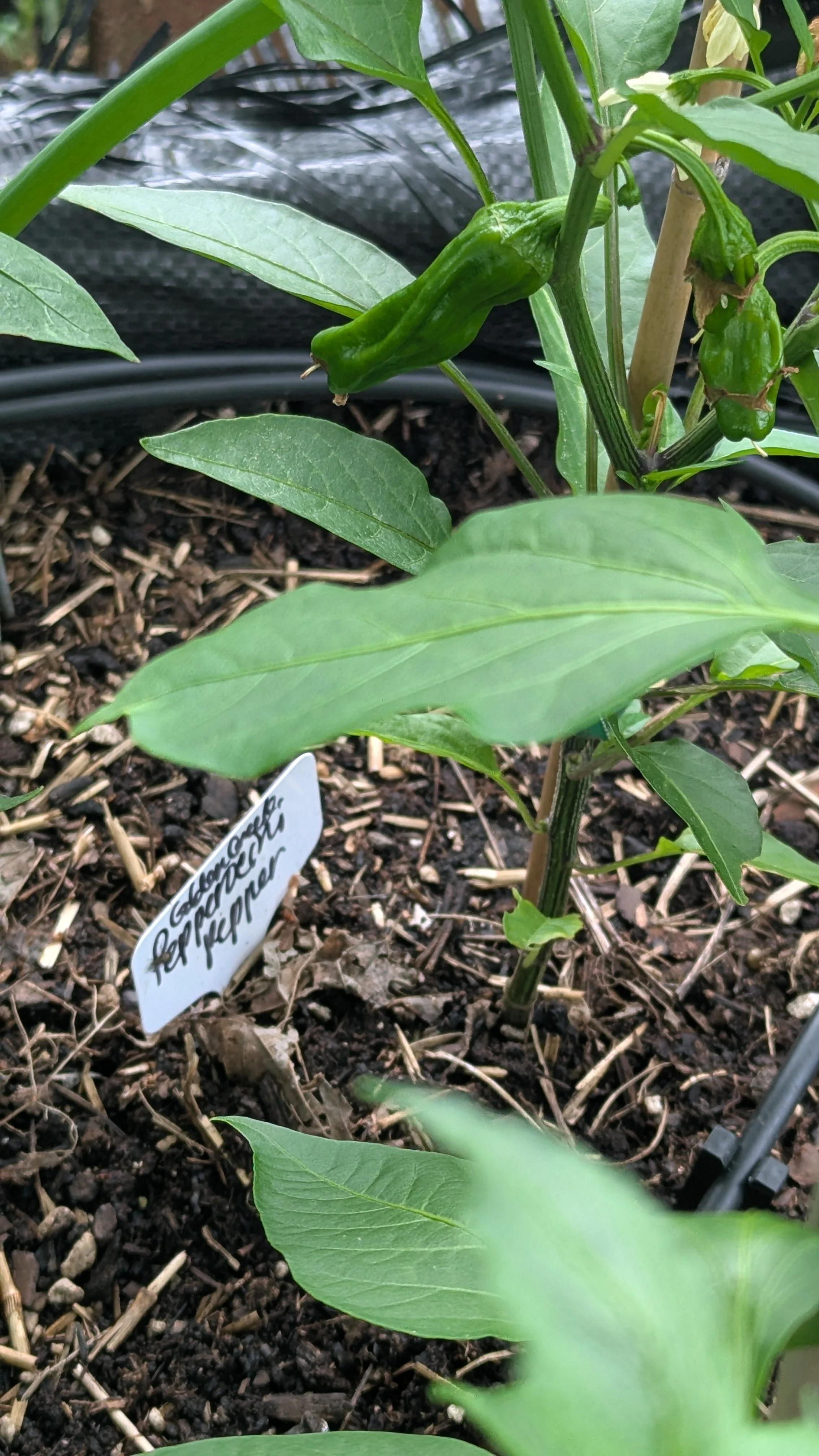 Small plant in a garden bed with white flowers and small green peppers hanging from a branch.