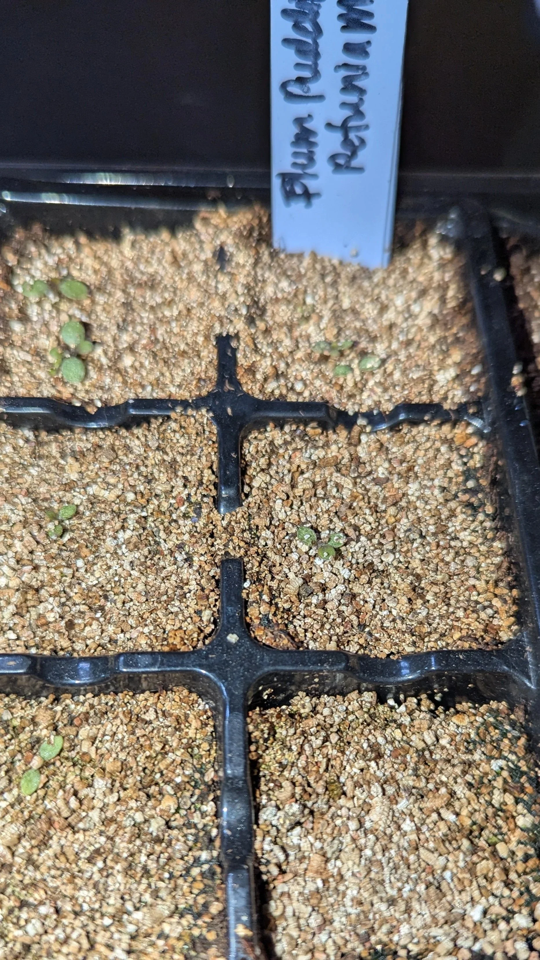 Easy Wave Plum Pudding Mix petunia seedling in February.