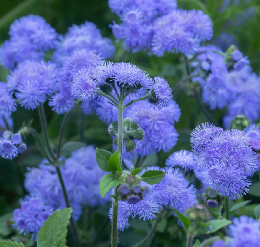 Ageratum: If you’re looking for a color that’s hard to find in nature, Ageratum is your answer. Known for its incredible shades of misty blue, this flower provides a soft, fuzzy texture that balances out the bold shapes of zinnias and dahlias in a cu