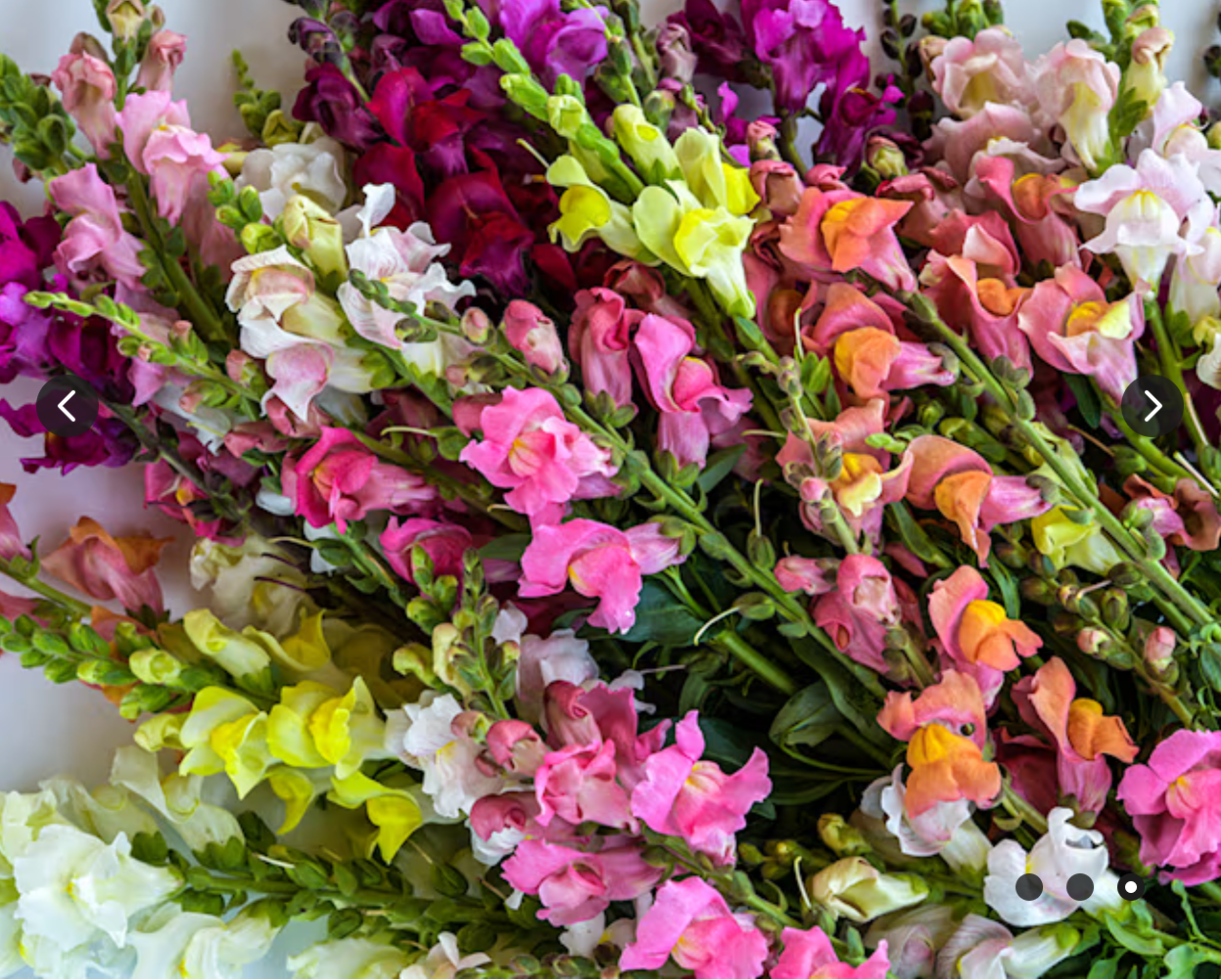 Snapdragons: If your garden needs a little lift, Snapdragons are the answer. With their towers of velvety blooms, they add architectural interest that few other flowers can match. Starting them indoors this February ensures that by the time spring hi