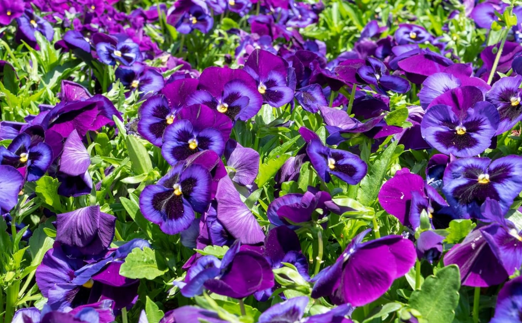 Violas: Don't let their dainty size fool you—Violas are garden workhorses! 🥊 They love the cool weather and offer some of the most intricate color patterns in the floral world. From deep velvets to bright neon's, I'm getting these seeds started unde