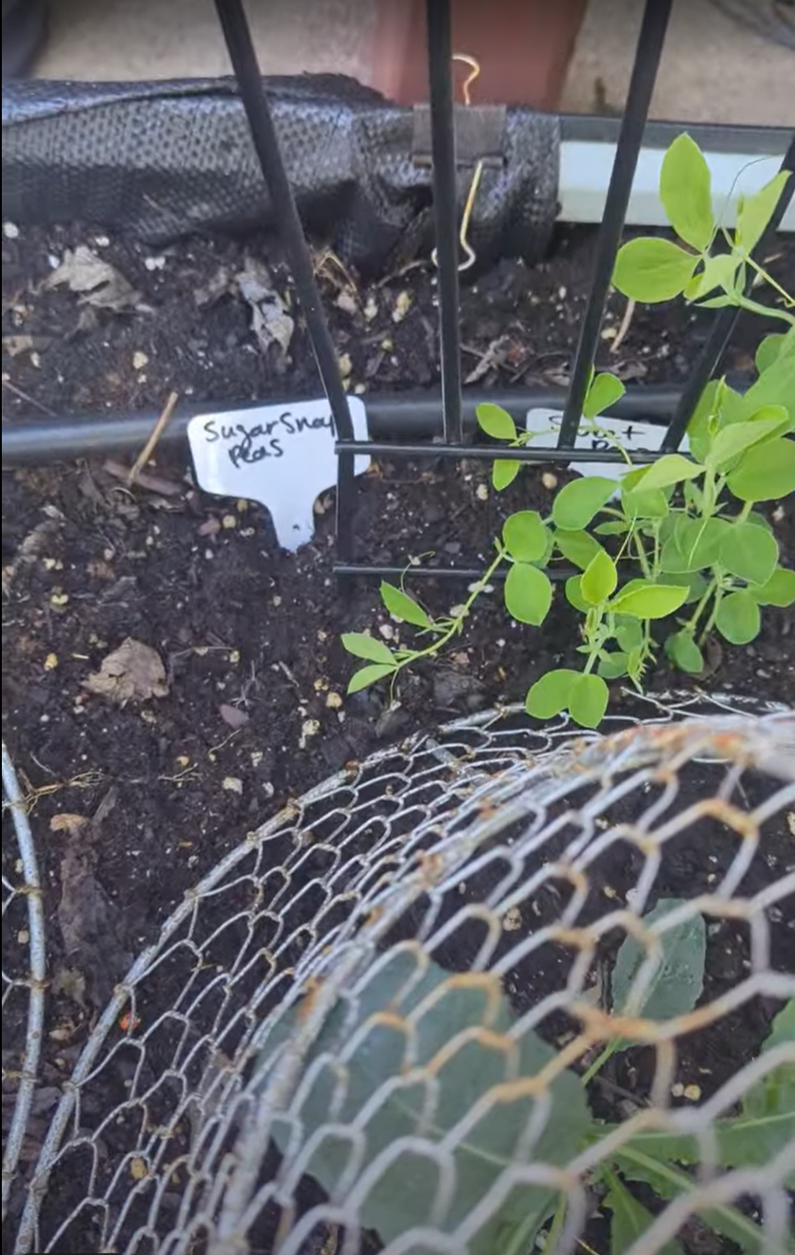 Garden trellis with sugar snap peas planted at the base to encourage climbing upward.