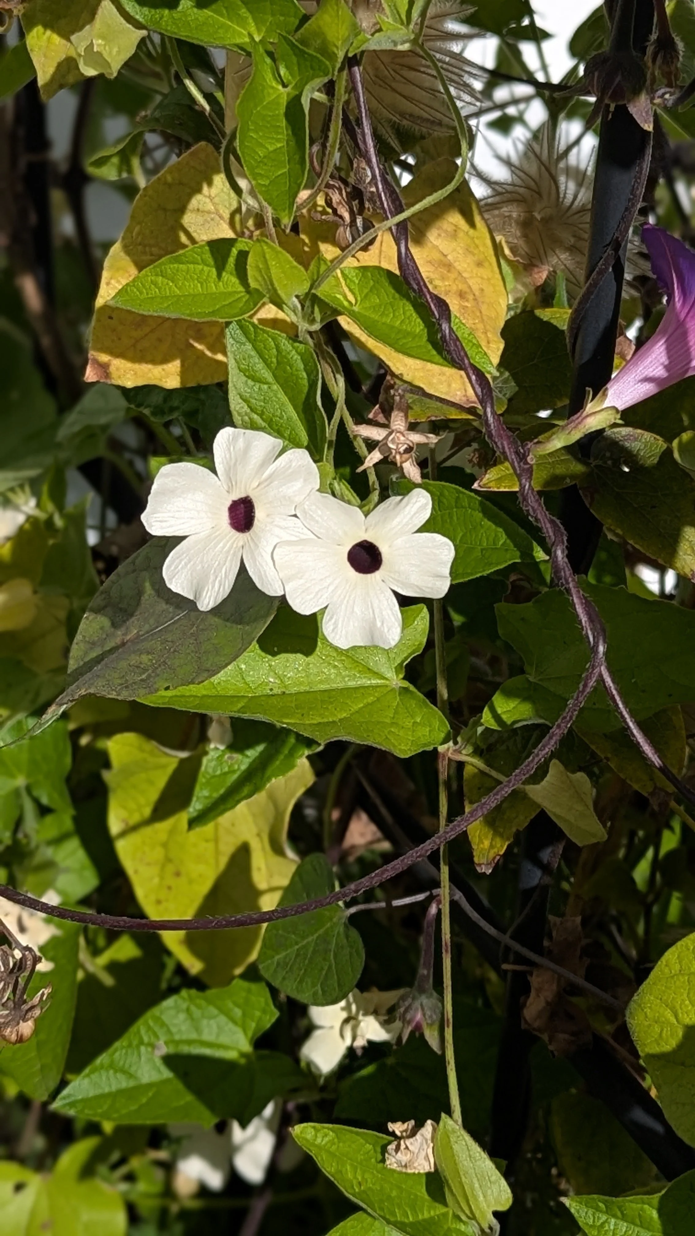 White Black Eyed Susan