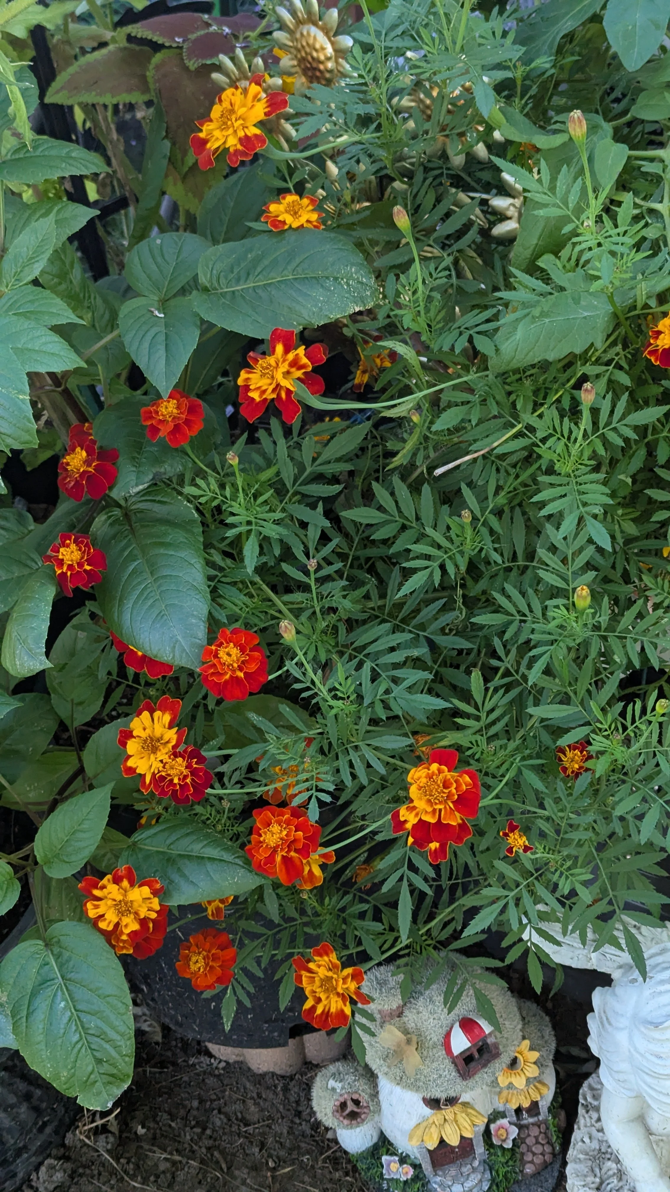 Burning Embers Marigold