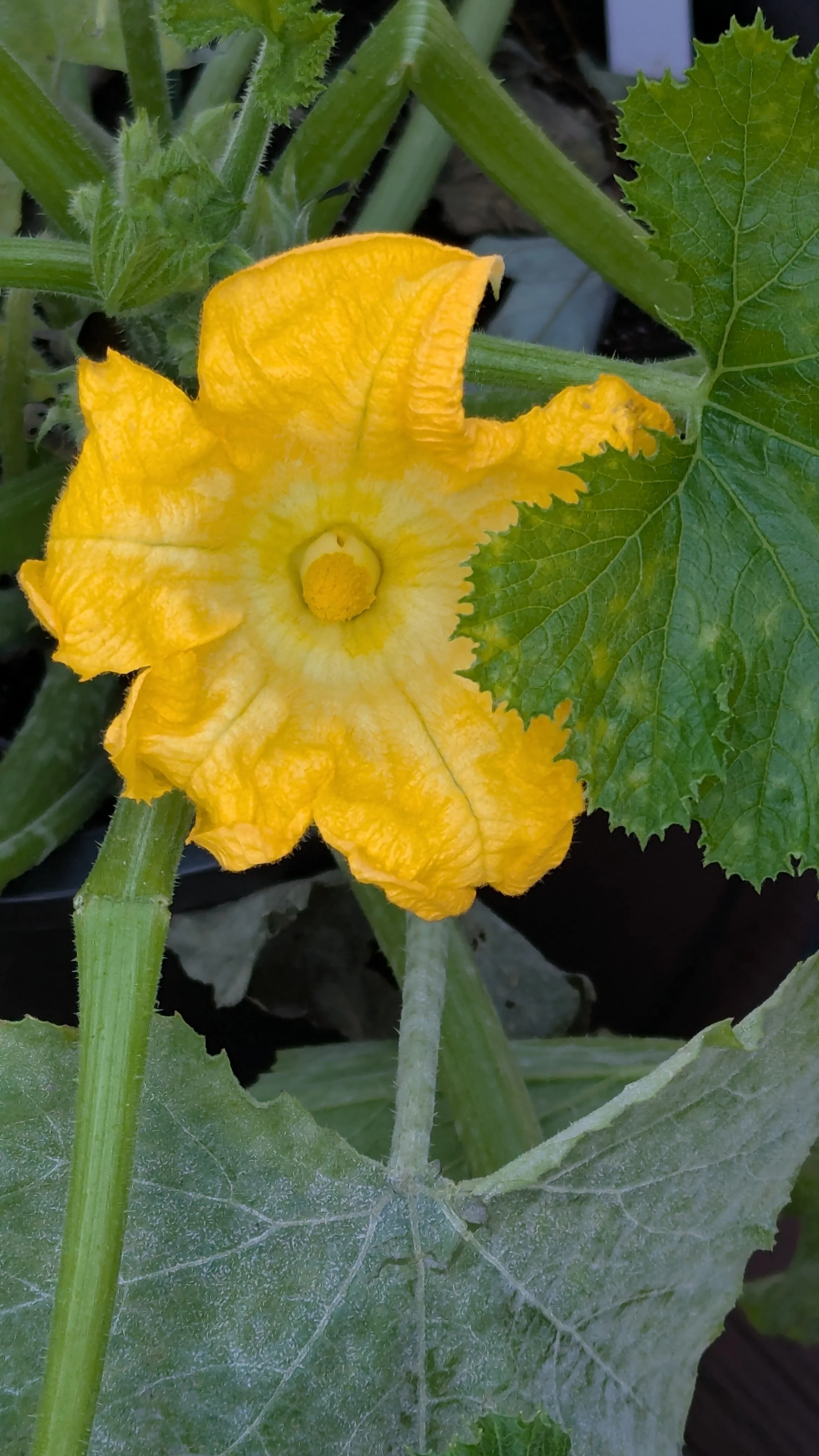 Zucchini