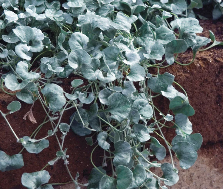 Dichondra: If you want to add a touch of elegance to your garden, look no further than Dichondra. With its shimmering, fan-shaped leaves and a trailing habit that can reach several feet, it creates a literal cascade of moonlight in your containers. I