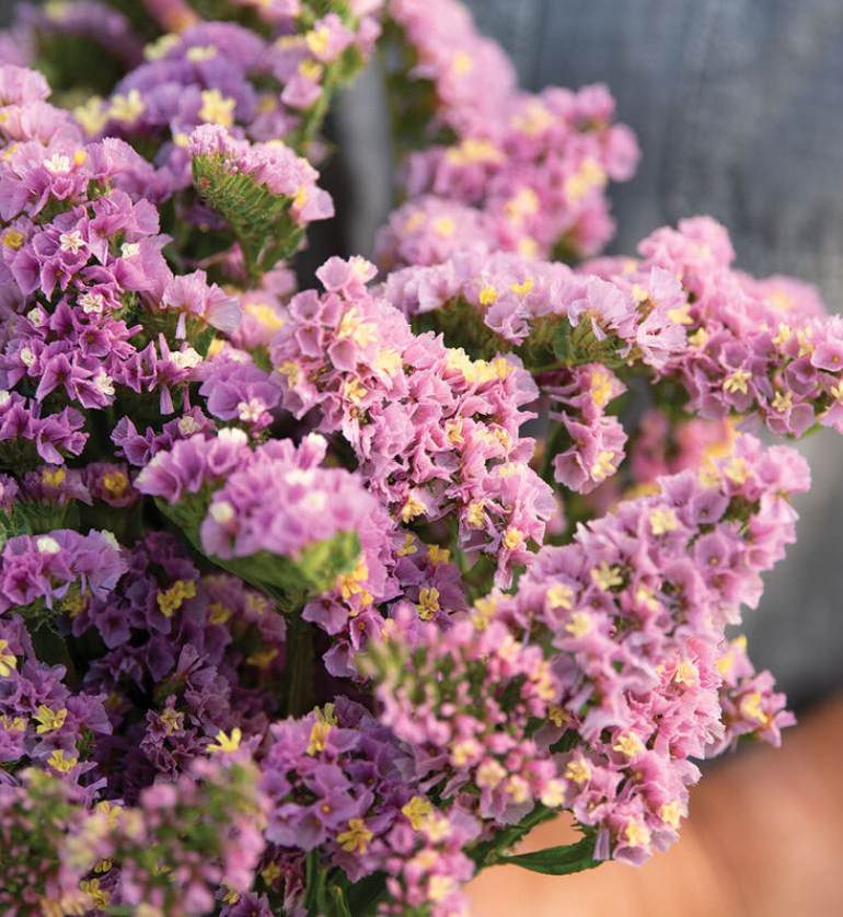 Statice: Statice brings a delicate, airy texture to the garden that looks like it belongs in a Victorian cottage, but it’s built like a desert survivor. Whether you’re growing them for fresh-cut arrangements or for dried floral crafts, these are the 