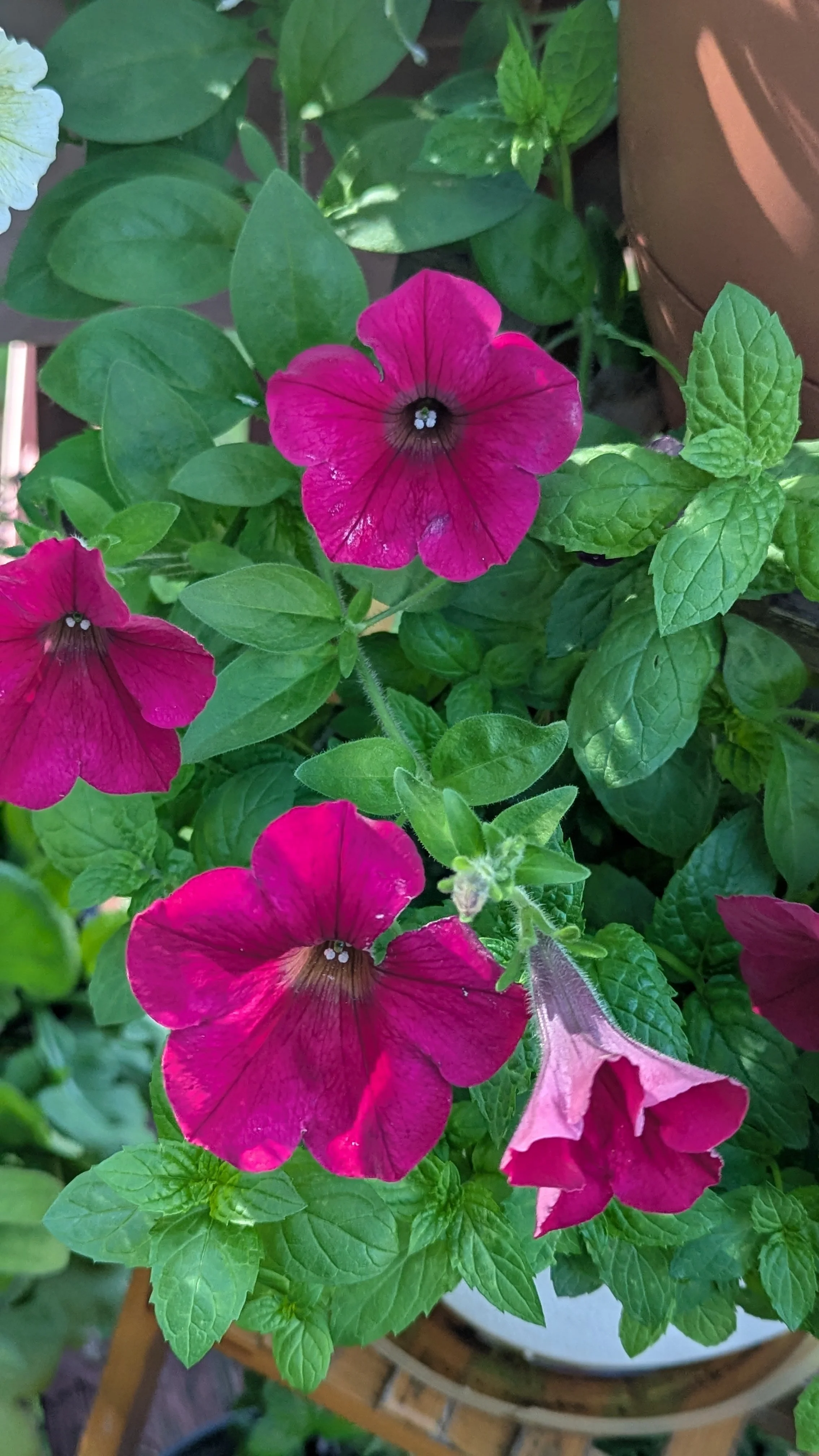 Carmine Velour Petunias