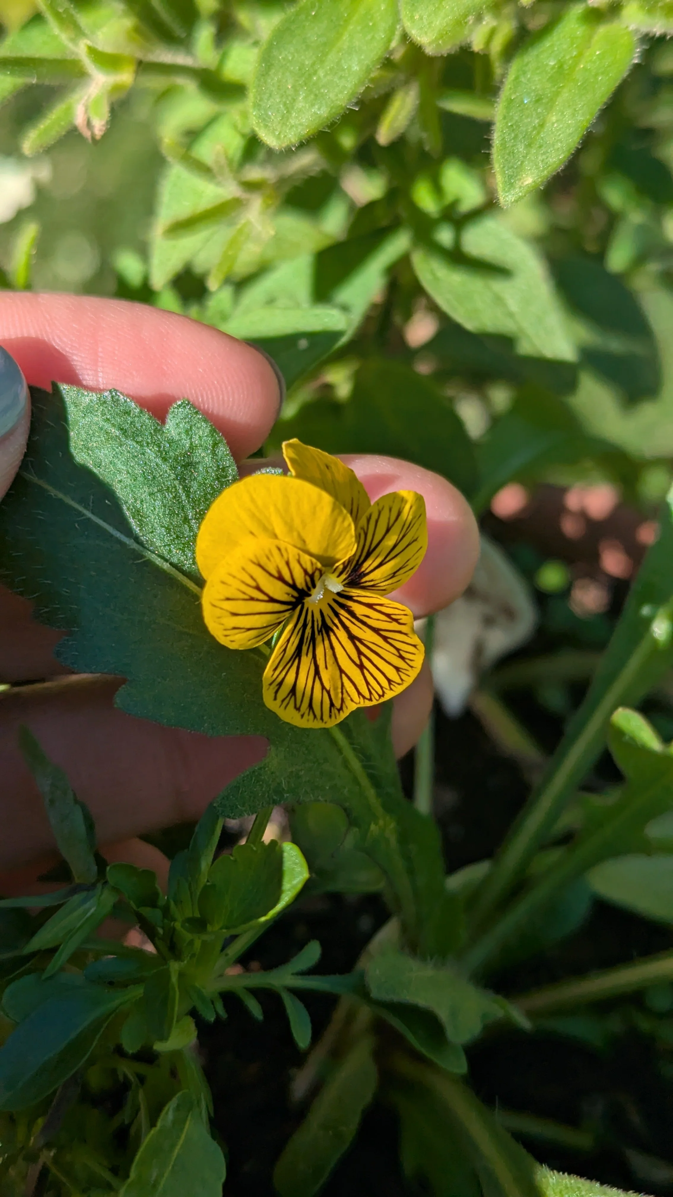 Tiger Laeta Viola