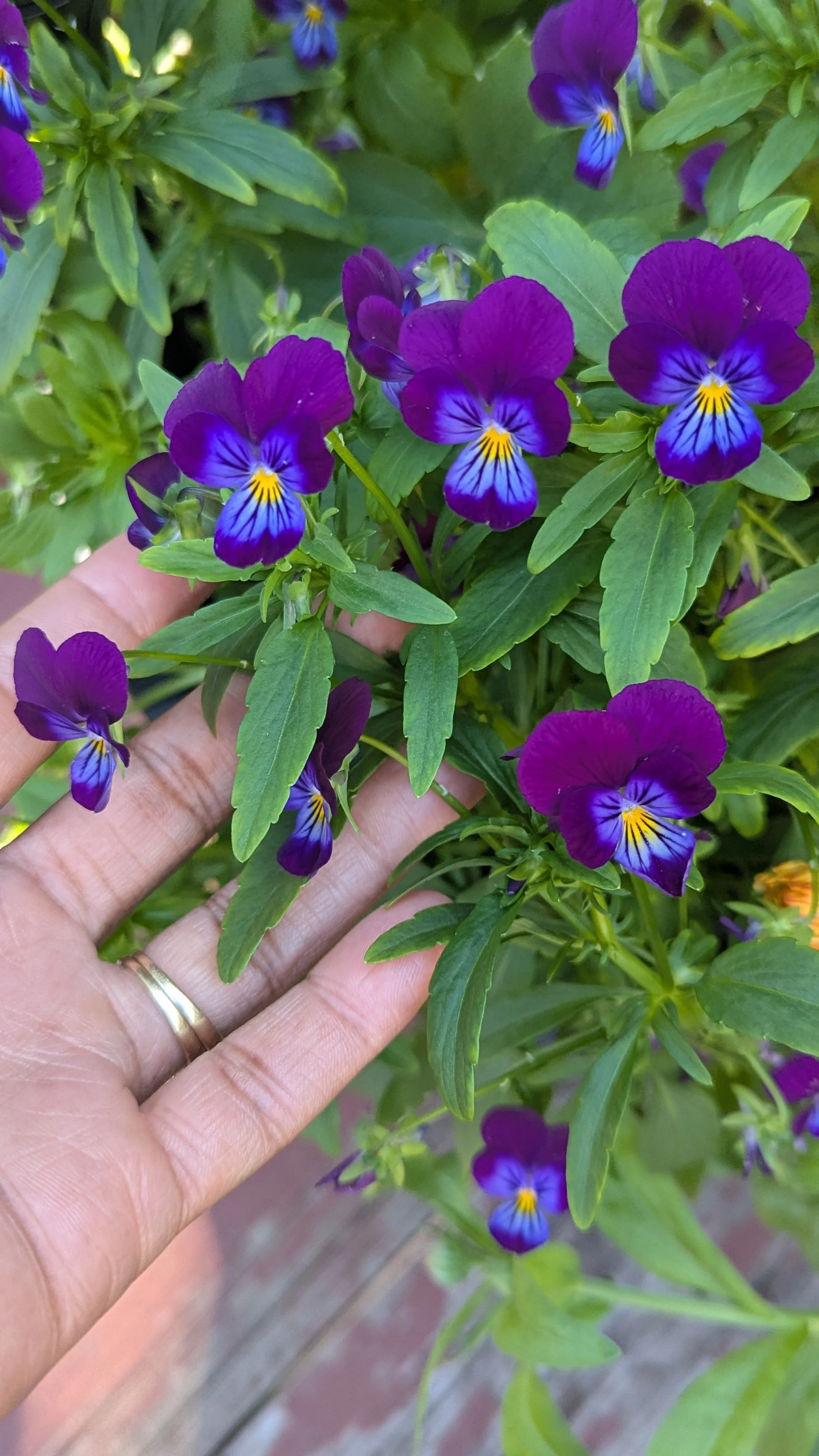 King Henry Violas