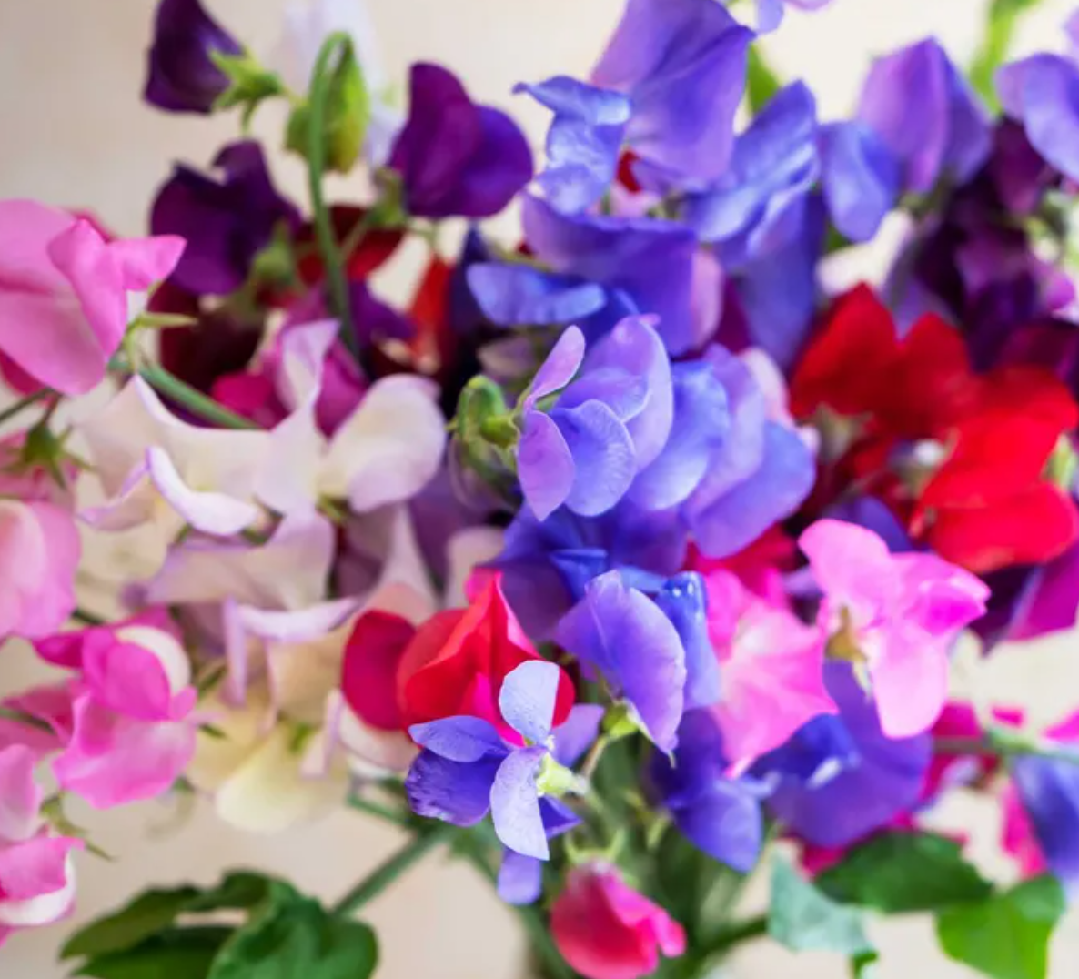 Sweet Peas: If you want a garden that smells as heavenly as it looks, Sweet Peas are your answer. These elegant climbers produce clusters of delicate, honey-scented blooms in every shade from soft cream to deep violet. By sowing them indoors this Mar